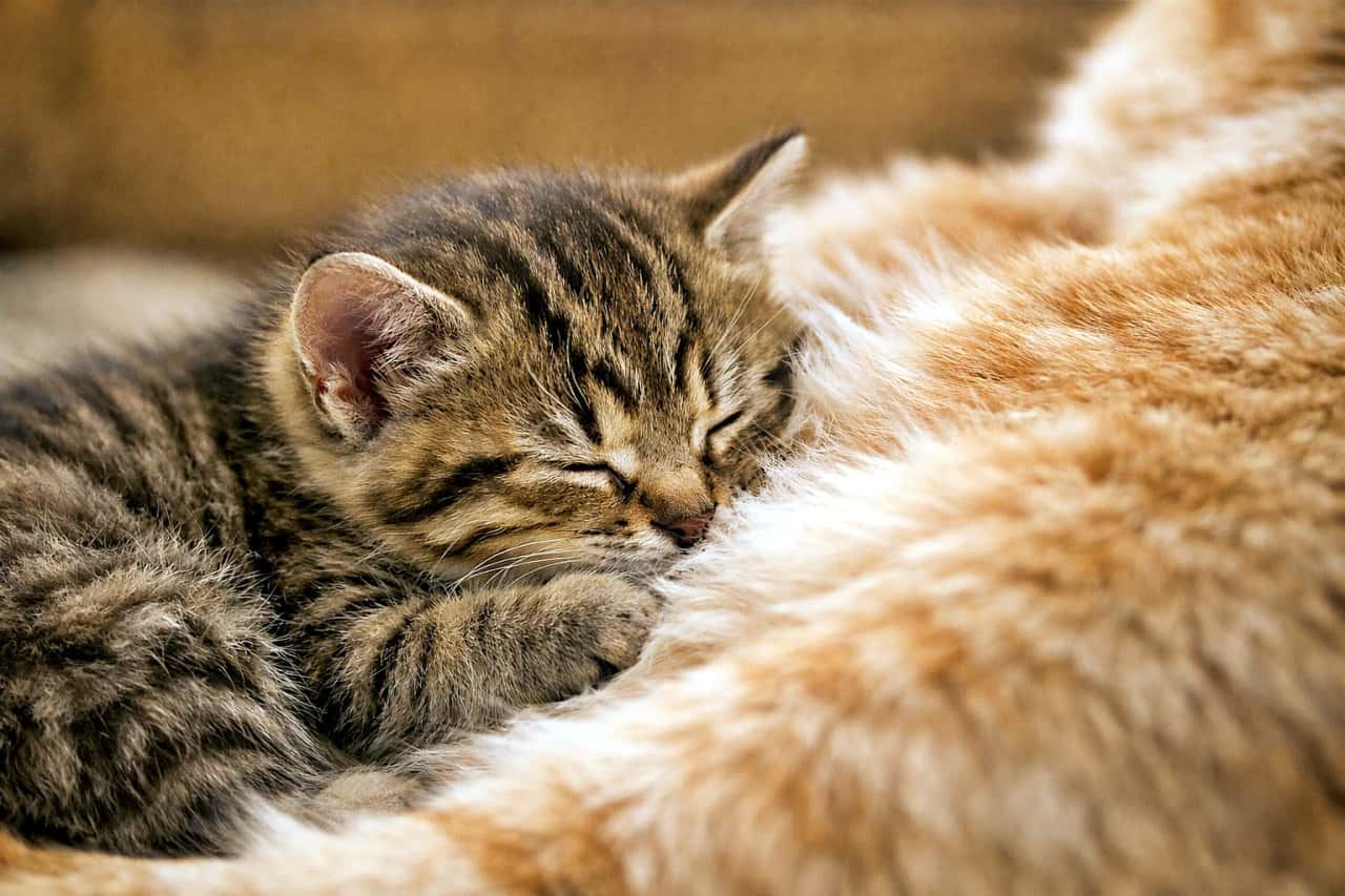 「お母さんのお腹は世界一安心できる場所。ぎゅっとくっついて、すやすや夢の中💤」A small tabby kitten gently nuzzling into its mother cat’s soft belly fur, sleeping peacefully in warm indoor light, realistic high-quality photo, horizontal composition. 母猫のお腹の柔らかな毛にそっと顔をうずめて眠る小さなキジトラの子猫。暖かな室内光に包まれたリアルな横構図写真