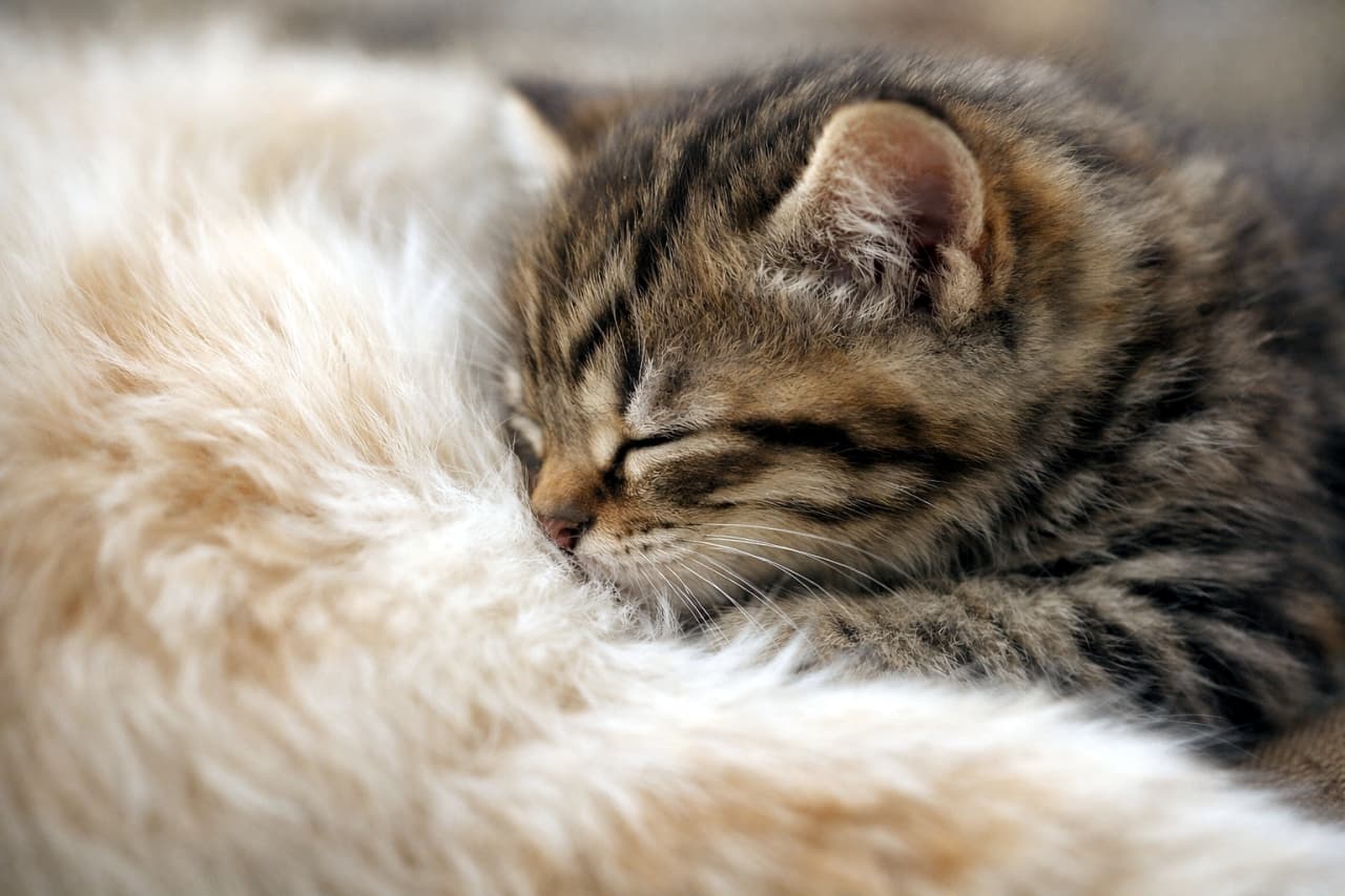 「ひげまで甘えん坊。母猫のお腹に顔をうずめて、安心しきった子猫の幸せタイム🐾」A close-up of a sleeping kitten gently pressing its whiskers into its mother cat’s soft belly fur, capturing a warm and intimate bonding moment. 母猫のお腹の柔らかな毛にひげをそっと押し当てて眠る子猫を捉えた、温もりあふれるクローズアップ写真