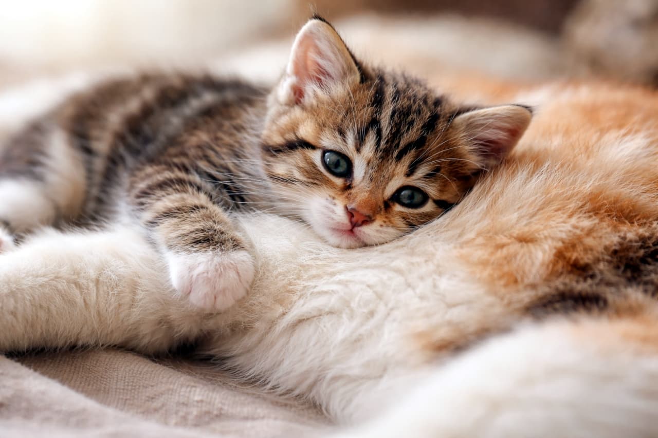 「ママのお腹は世界一安心する場所。そっと寄り添うこの時間が宝物」A kitten resting its head gently on its mother cat’s belly, softly lit, showing a calm and intimate moment, horizontal composition. やわらかな光の中で、子猫が母猫のお腹にそっと頭を乗せてくつろぐ、穏やかで親密なひとときの横長写真