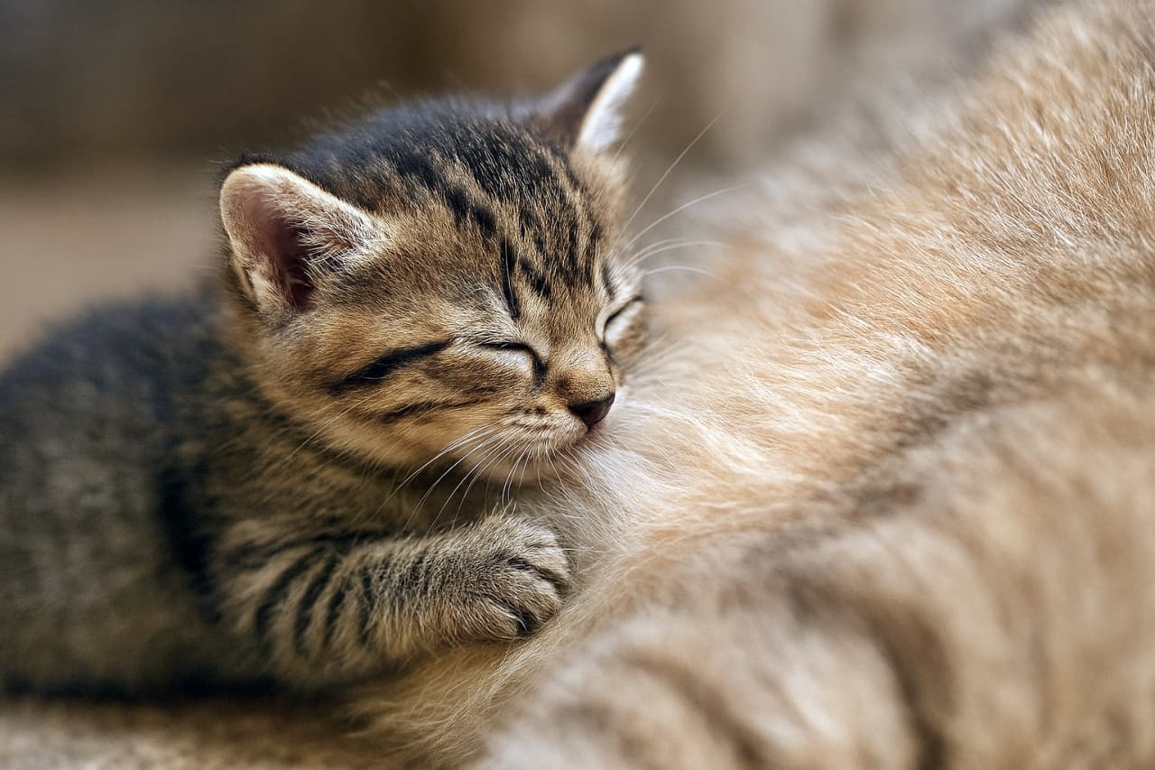 「ぬくもりの毛布より、ママの毛がいちばん安心🐾」A close-up of a tabby kitten with closed eyes resting against its mother cat’s soft fur, with one paw gently placed on her body. 目を閉じたトラ柄の子猫が母猫の柔らかい毛に寄り添い、片方の前足をそっと乗せているクローズアップ