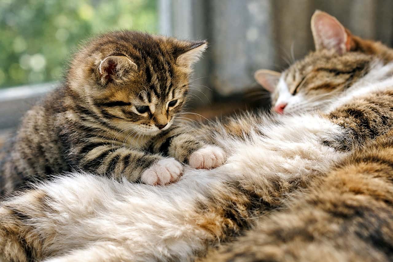 「ちいさな前足で、ママのお腹をちょん。安心とぬくもりが伝わる、やさしすぎる瞬間🐾」A small kitten gently touching its mother cat’s soft belly fur with tiny paws in natural daylight, realistic horizontal photo. 自然光の中で、子猫が小さな前足で母猫のお腹の柔らかな毛にそっと触れているリアルな横長写真