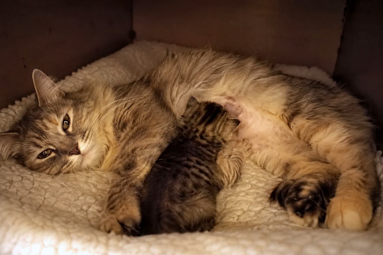 「ふわふわの毛布と、あたたかいお母さんの温もり✨穏やかな時間を過ごす長毛猫親子にほっこりしますね☕️」Ultra-realistic high-quality photograph of a long-haired tabby mother cat and her small kitten relaxing on a fluffy white blanket. The mother cat's gentle expression with slightly open eyes, the texture of her rich coat, and the striped kitten snuggling close to her belly are captured three-dimensionally by soft, warm lighting. 白いふわふわのブランケットの上でくつろぐ、長毛種のキジトラ母猫と小さな子猫。わずかに目を開けた母猫の優しげな表情と豊かな被毛の質感、そして母猫のお腹にぴったりと寄り添う子猫の縞模様が、暖色系の柔らかな光によって立体的に捉えられています