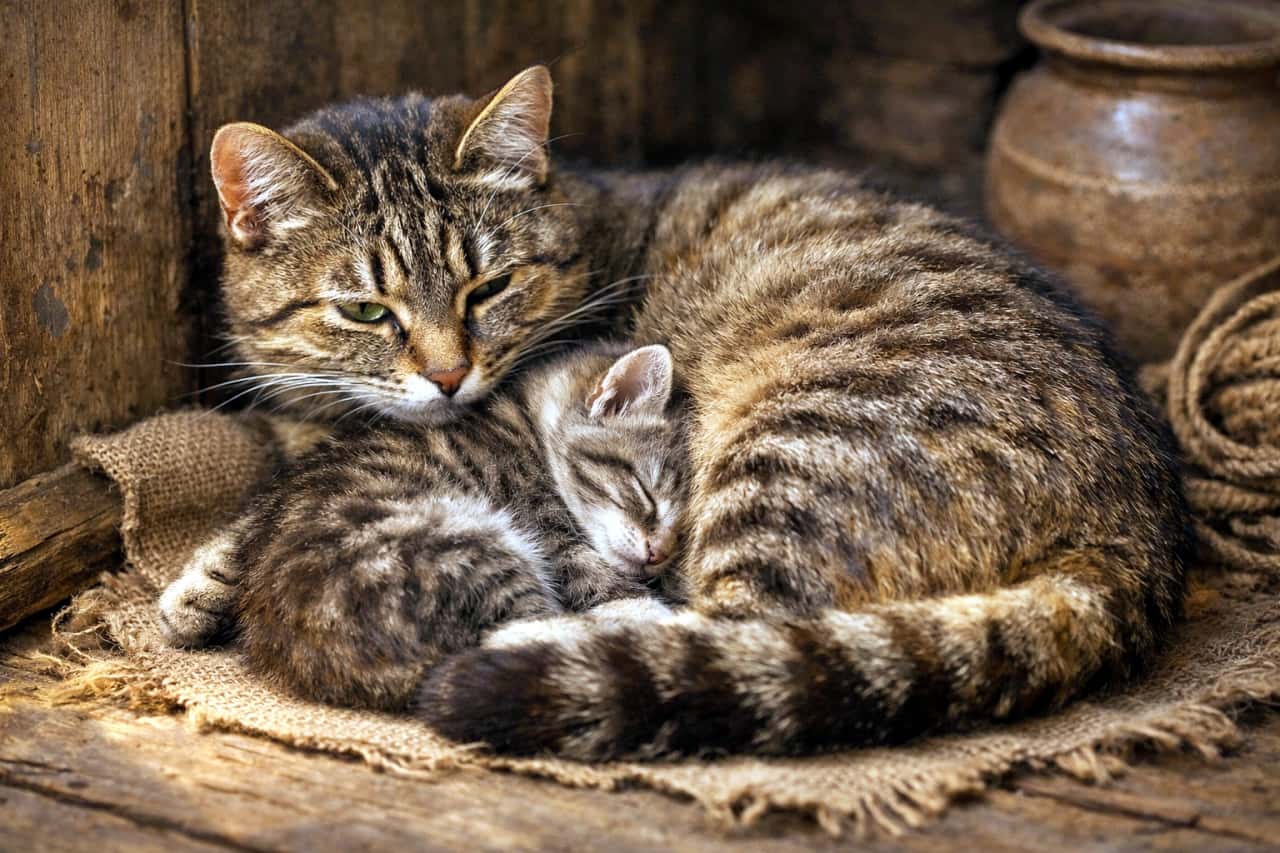 「ぬくもり独り占め。母猫の腕の中で、今日も安心して眠るしあわせ時間」A mother cat curled protectively around her kitten, the kitten resting its head against her belly in a rustic corner with warm, soft light. 素朴な雰囲気の片隅で、子猫を包み込むように丸くなり、お腹に頭を寄せさせる母猫の温かな光景