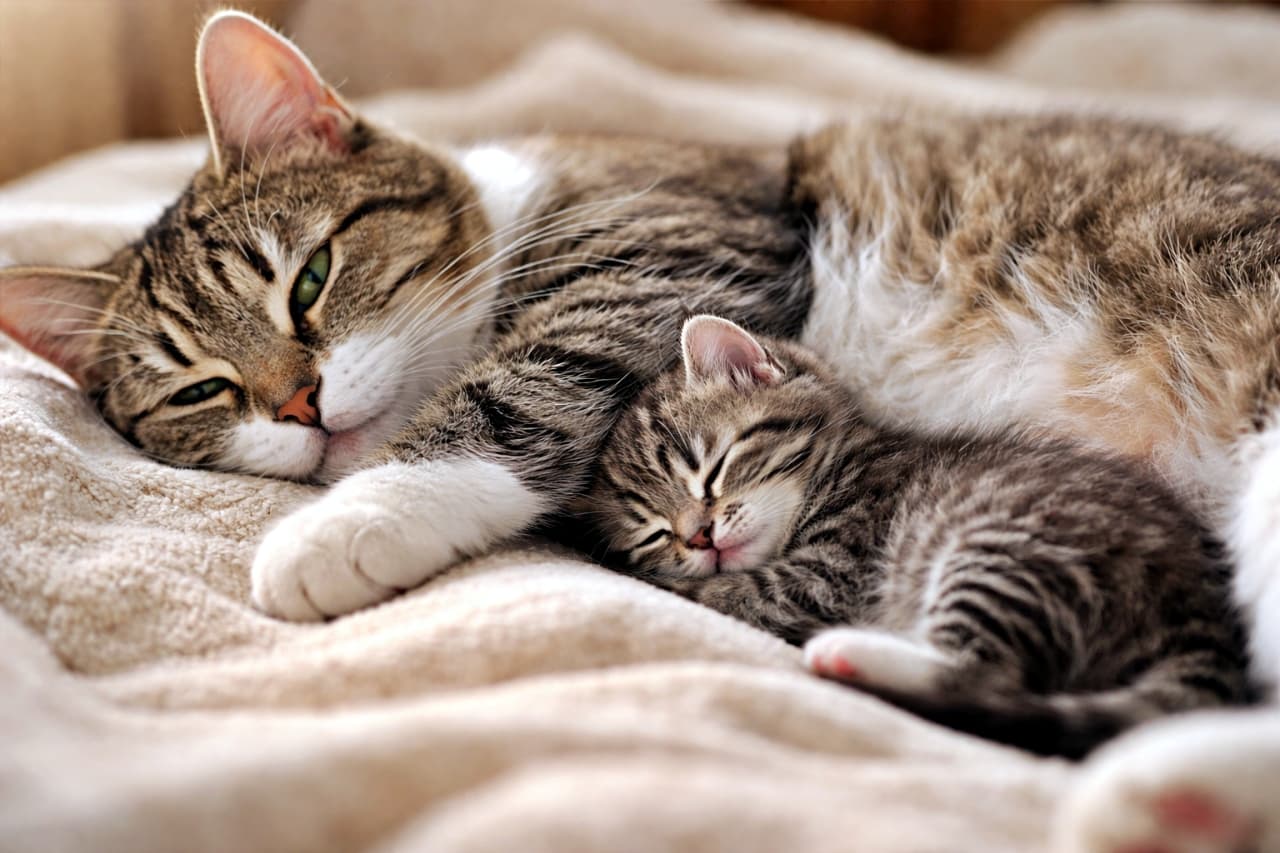 「お腹にぴとっと密着。母猫のぬくもりが、いちばんの安心毛布です🐾」A mother cat lying on her side while a kitten sleeps closely against her belly, soft natural lighting, cozy and realistic atmosphere, horizontal composition. 横になった母猫のお腹に寄り添って眠る子猫。柔らかな光に包まれた、温かくリアルな雰囲気の横長写真