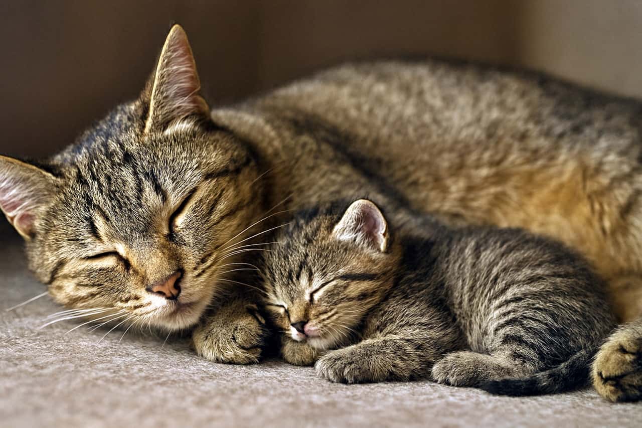 「おなかがいちばん安心スポット♪ ぴったり寄り添う親子のぬくもりタイム！」A realistic horizontal image of a mother tabby cat lying on her side with her eyes closed, while a small kitten nestles closely against her belly. Both cats rest peacefully on a soft surface under warm, gentle lighting. 母猫が横向きに寝そべり、目を閉じたままお腹に子猫が寄り添っているリアルな横長画像。柔らかな光に包まれ、２匹とも穏やかに休んでいる