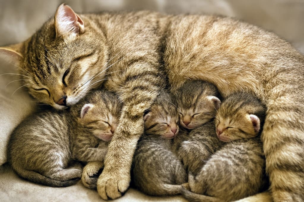 「ふわふわのお腹の下でぬくぬくタイム♪ みんなでぎゅっと、夢の中へ」A realistic photo of a mother tabby cat lying horizontally indoors with soft lighting, her eyes closed and one paw gently draped over four sleeping kittens nestled under her belly fur for warmth. All kittens have similar tabby patterns and are snuggled closely together, resting peacefully. 母猫が室内で横たわり、柔らかな照明の中で目を閉じて前足を４匹の子猫に優しく添えているリアルな写真。子猫たちは母猫のお腹の毛の下に寄り添い、全員が似た縞模様の毛並みで、温もりを求めて穏やかに眠っている