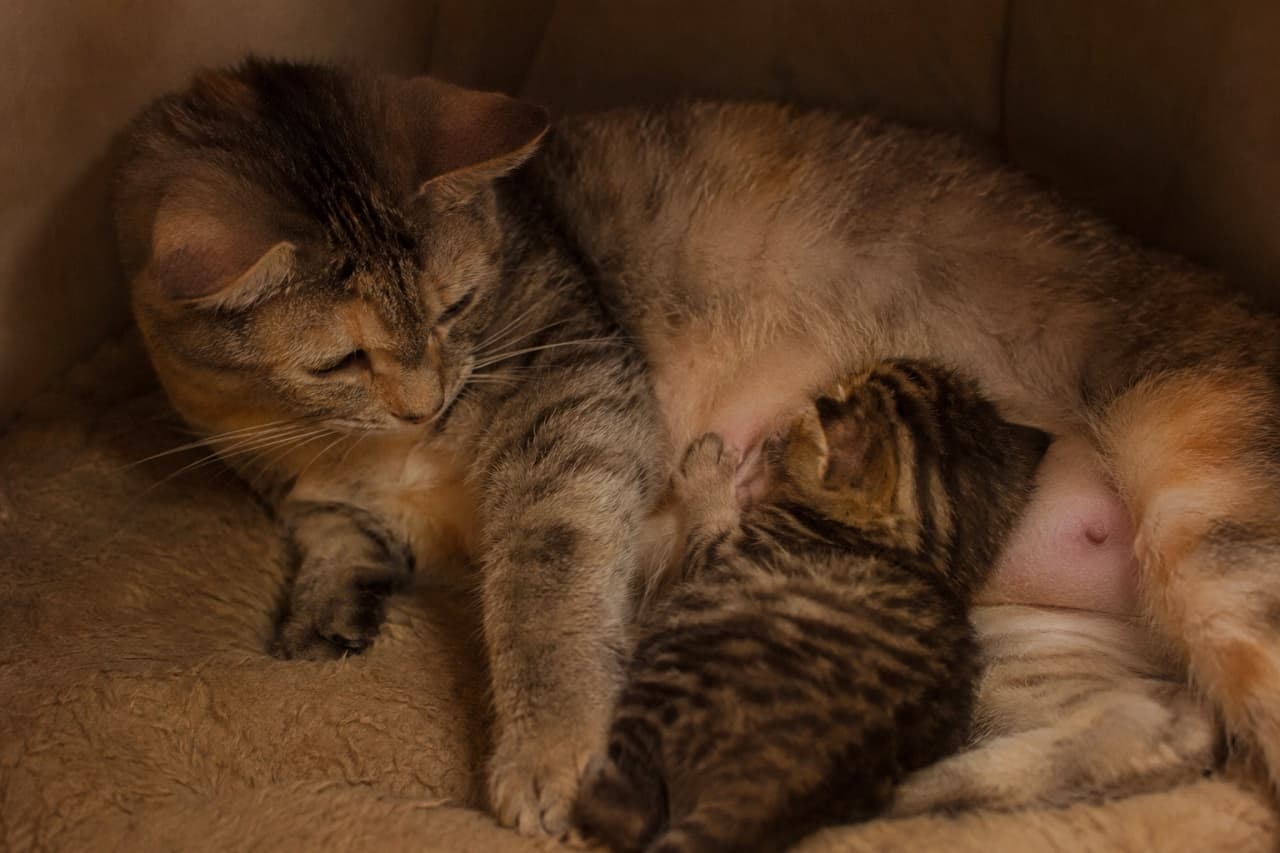 「お母さんのぽかぽかお腹でスヤスヤ💤絶対的な安心感に包まれた子猫の寝姿に心が温まりますね🐈💖」Ultra-realistic high-quality photograph of a beautiful patched tabby mother cat resting on a fluffy brown pet bed. A small dark tabby kitten is snuggled tightly against her belly with its tiny paws out, captured beautifully in warm, intimate lighting. 肌触りの良いブラウンのペットベッドでくつろぐ、複雑な色合いが美しいムギワラ柄（パッチドタビー）の母猫。そのふくよかなお腹にぴったりと寄り添い、小さな前足を添えて眠るキジトラ子猫の姿が、親密さを強調する柔らかな暖色系の光の中で繊細に捉えられています