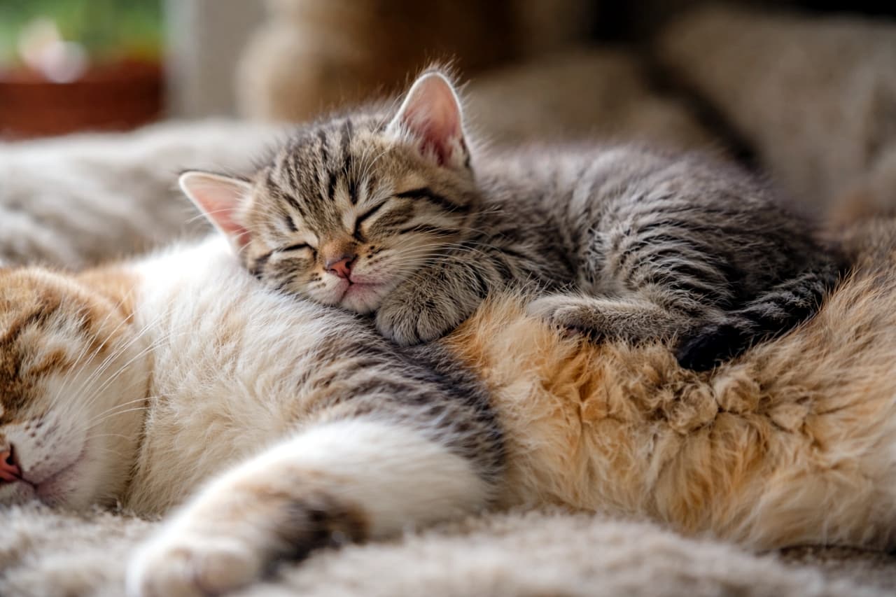 「母猫のお腹は世界一のベッド。安心しきった寝顔に、見ている方まで眠くなる…🐾」A kitten sleeping peacefully on its mother cat’s belly in soft natural light, realistic high-resolution photo, horizontal composition. 自然光の中、母猫のお腹の上で気持ちよさそうに眠る子猫のリアルな高解像度写真