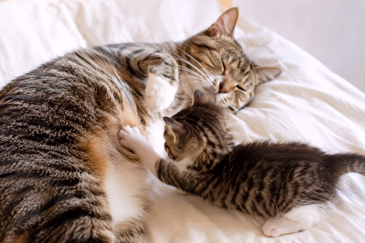 「ママのお腹で遊んじゃお🐾無防備なヘソ天のお母さん猫と、元気いっぱいな子猫の触れ合いに笑顔になりますね😊」Ultra-realistic high-quality photograph of a tabby-and-white mother cat sleeping peacefully on her back on clean white sheets. In the foreground, her matching tabby-and-white kitten reaches out with tiny white paws to touch her fluffy belly, capturing a dynamic and affectionate moment of interaction. 明るく清潔感のある白いシーツの上で、仰向けになり気持ちよさそうに目を閉じて眠るキジトラ白の母猫。その手前には、同じくキジトラ白の模様を持つ子猫が、母猫のふかふかのお腹に小さな白い前足を伸ばして甘えるように触れている、動きのある親子の触れ合いが描写されています