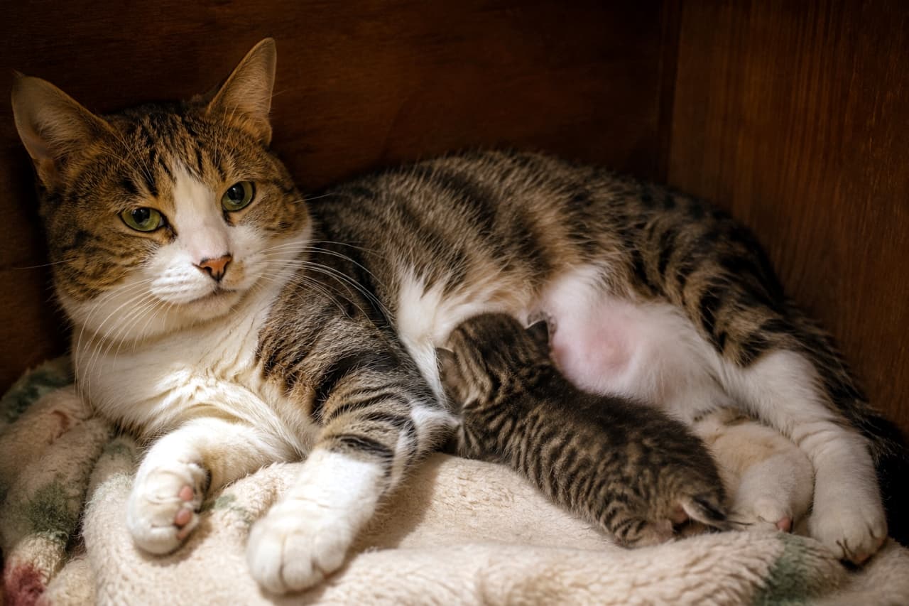 「ママのぬくもりに包まれて安心しきった寝顔💤見ているだけで心がポカポカ温まりますね🐾✨」Ultra-realistic high-quality photograph of a tabby-and-white mother cat with green eyes looking quietly at the camera inside a warm wooden box. A dark brown tabby kitten is fast asleep against her warm belly, depicting their deep bond under warm lighting. 温かみのある木製の箱の中で、グリーンの瞳で静かにこちらを見つめるキジ白の母猫。そのぽかぽかのお腹には、濃い縞模様を持つキジトラの子猫が顔を寄せて熟睡しており、親子の深い絆が暖色系の光の中で克明に描写されています