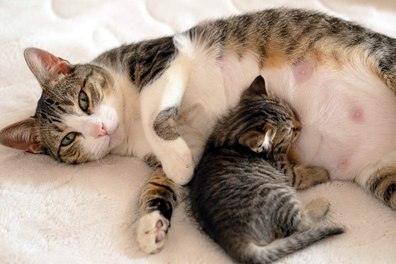 「ヘソ天でリラックス中のママと、お腹にくっついて離れない甘えん坊な子猫の姿に癒やし度MAXです💕」Ultra-realistic high-quality photograph of a tabby-and-white mother cat lying on her back on a pinkish-white mat, looking at the camera with clear green eyes. A tiny tabby kitten is curled up and sleeping against her soft, pale pink belly in bright, clean light. ピンクがかった白いマットの上で仰向けになり、澄んだ緑の瞳でカメラを見つめるキジ白の母猫。その薄ピンクの柔らかそうなお腹には、小さなキジトラの子猫が丸まって顔をすり寄せながら眠っており、明るく清潔感のある光の中で描写されています