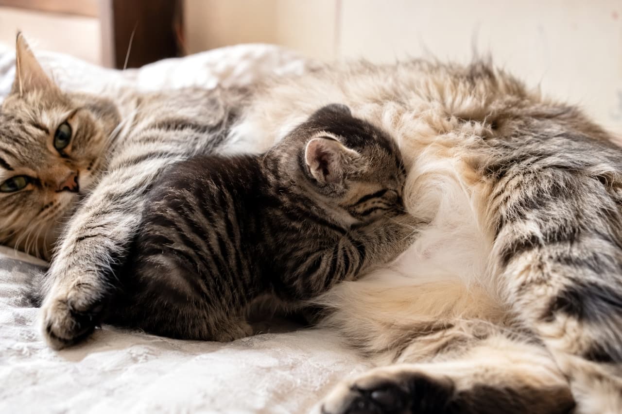 「ママの真っ白でやわらかなお腹は世界で一番安心できる場所🐈💤幸せいっぱいの寝顔に癒されます🌿」Ultra-realistic high-quality close-up photograph of a brown tabby kitten deeply asleep, burying its face in its mother's white, soft belly fur with its front paws resting on her. The highly detailed image captures every strand of fur illuminated by natural light. キジトラ母猫の白く柔らかなお腹の毛に顔をうずめ、前足を添えて深い眠りにつくキジトラ子猫のクローズアップ。左端に少し見切れる母猫の落ち着いた表情と、自然光に照らされた毛並みの一本一本が驚くほど高精細に描かれています