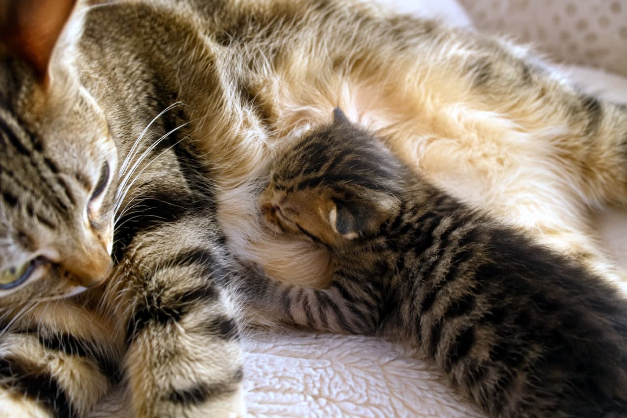 「ママのふわふわなお腹は一番の特等席✨安心して顔を埋める子猫の姿に、日々の疲れも吹き飛びますね🐈💤」Ultra-realistic high-quality photograph of a tiny brown tabby kitten burying its face deeply into the soft, light-colored fur of its mother's belly. The mother cat's gentle face is partially visible on the left, capturing their intimate bond and the detailed texture of their fur under warm lighting. ふかふかのブランケットの上で、キジトラ母猫の柔らかく明るい色の腹部の毛に顔を深くうずめるキジトラ子猫の姿。左側には優しく我が子を見守る母猫の顔が一部見切れる形で配置され、親子の親密な距離感と被毛の細やかなテクスチャが温かみのある照明の下で克明に捉えられています