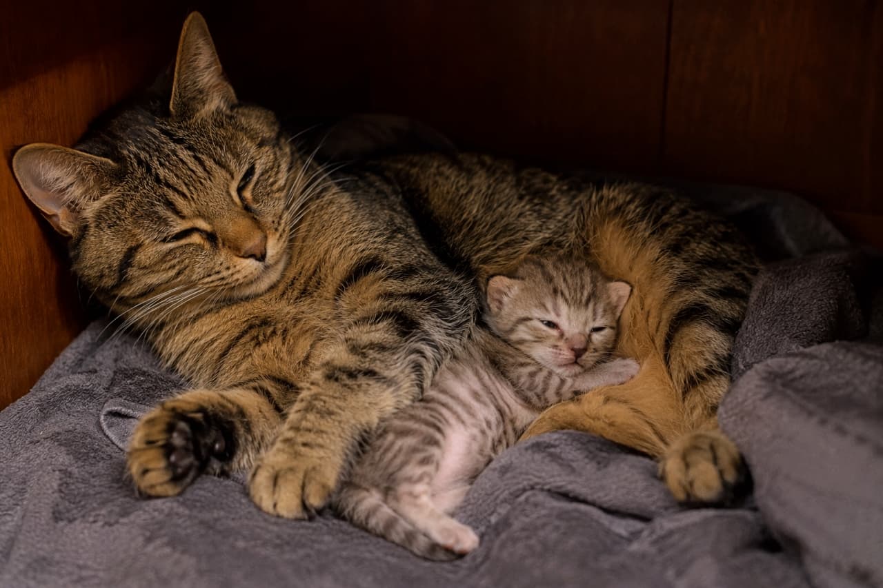 「お母さんの腕の中でウトウト…🐾まだ少し眠くない子猫の表情がたまらない、ほのぼの親子の日常風景です📷✨」Ultra-realistic high-quality photograph of a tabby mother and kitten gently cuddling, wrapped in a calm gray fleece blanket. Within the arms of the mother cat sleeping happily with closed eyes, the defenseless expression of the kitten dozing with its eyes slightly open, along with their beautiful tabby stripes, are meticulously captured. 落ち着いたグレーのフリース毛布に包まれ、優しく身を寄せ合うキジトラの親子。幸せそうに目を閉じて眠る母猫の腕の中で、まだ少しだけ目を開けてまどろんでいる子猫の無防備な表情と、美しいキジトラの縞模様が緻密に捉えられています