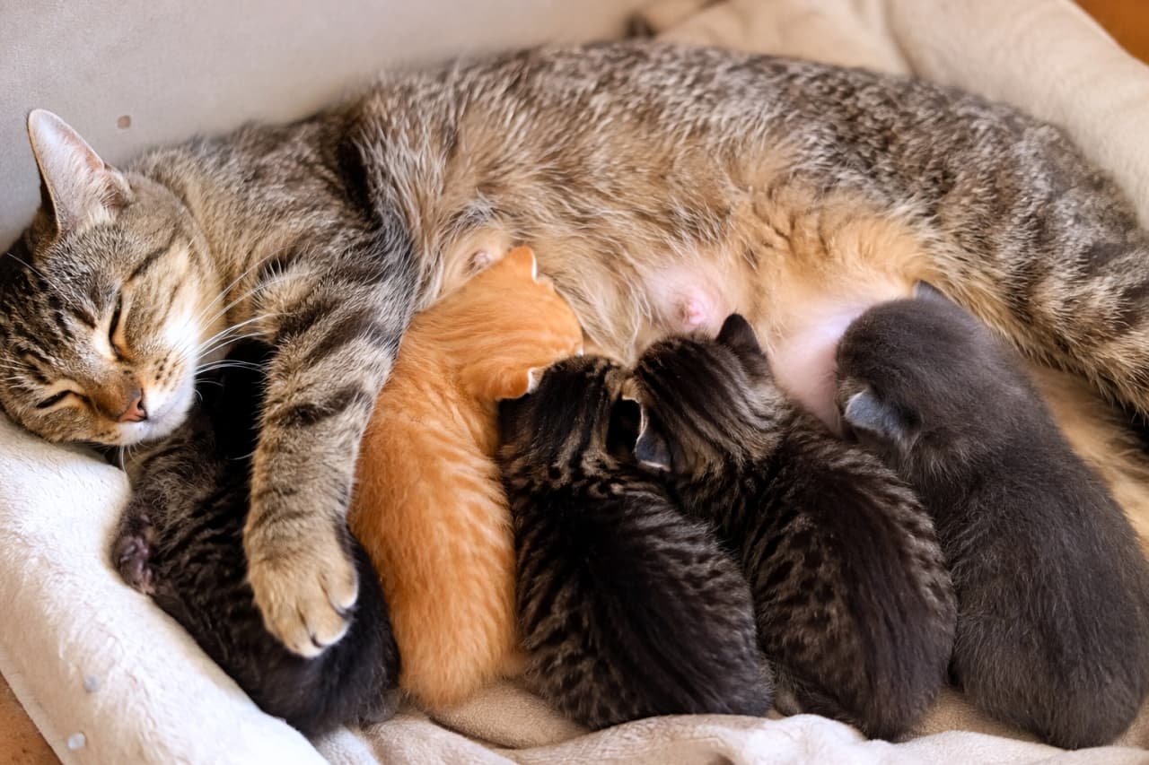 「お母さんのお腹は大人気のにぎやかベッド🐾色とりどりの子猫たちが身を寄せ合う姿は最高の癒やしですね💕」Ultra-realistic high-quality photograph of a sleeping brown tabby mother cat with three colorful kittens—a ginger tabby, a dark tabby, and a solid gray—huddled closely against her belly for warmth on a soft beige pet bed in gentle natural light. 柔らかなベージュのペットベッドで目を閉じて熟睡するキジトラの母猫と、そのお腹に密集して寄り添う3匹の子猫たち。明るい茶トラ、ダークなキジトラ、そして美しいグレーの被毛を持つ子猫たちが、母猫の温もりを求めて体を寄せ合う姿が、自然で穏やかな光の中で詳細かつ立体的に描写されています