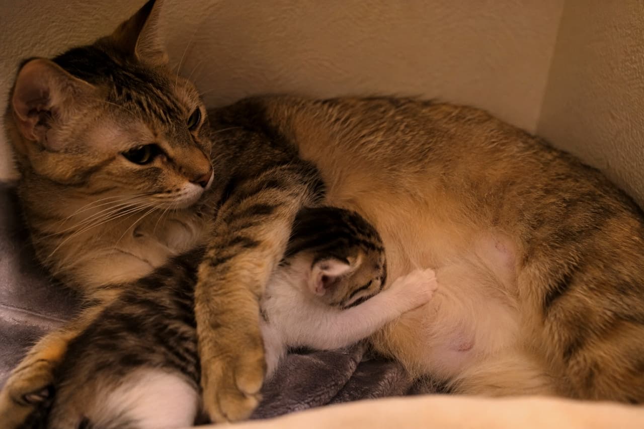 「ママのぬくもりを独り占めニャン🍼お互いを優しく見つめ合う親子の愛情たっぷりな一枚✨」Ultra-realistic high-quality photograph of a brown tabby mother cat looking down affectionately at her tabby-and-white kitten. The kitten is resting comfortably on a soft gray blanket, reaching out to its mother's belly under warm, gentle indoor lighting. ふかふかのグレーの毛布の上で、愛情深い眼差しで我が子を見つめるキジトラの母猫。その腕の中では、お腹に小さな手を添えて甘えるキジ白の子猫が安心しきった表情を浮かべています。室内を包み込む温かみのある照明が、親子の穏やかな時間を美しく際立たせています