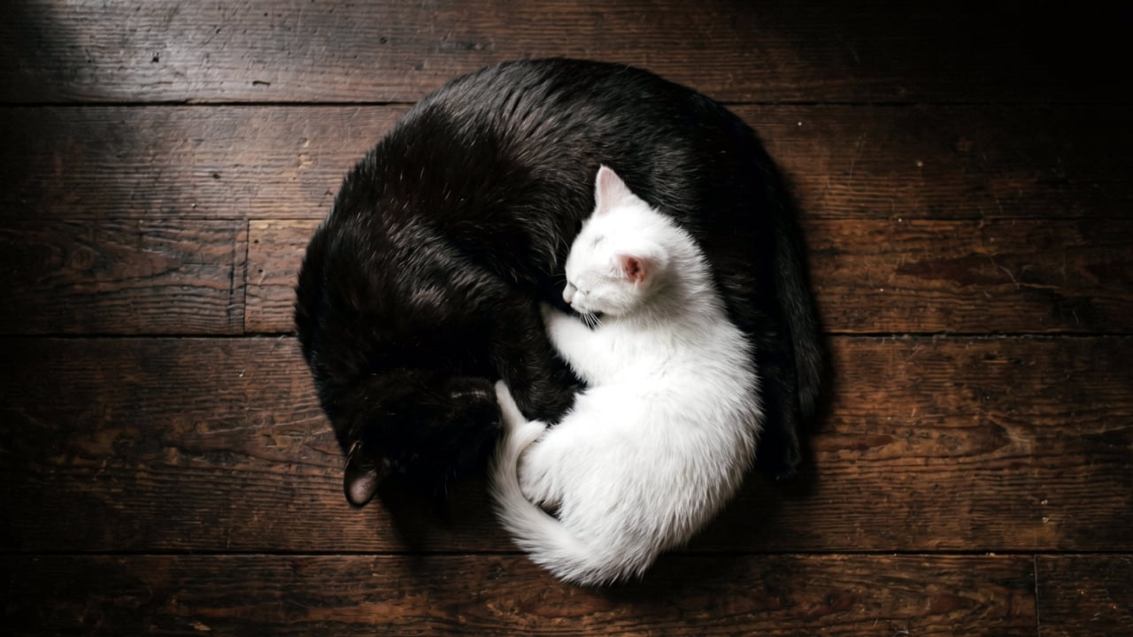 「木のぬくもりと、猫のぬくもり。🍂ふたりで寄り添えば、どんな寒い日もポカポカだね。究極の癒やしフォルム！🐱🐱」Ultra-realistic high-quality photograph of a black cat and a white kitten embracing in a circular shape on a rustic, vintage wooden floor. 味のあるヴィンテージ風の木製床の上で、黒猫と白猫が円を描くように抱き合って眠っている。コントラストが美しい