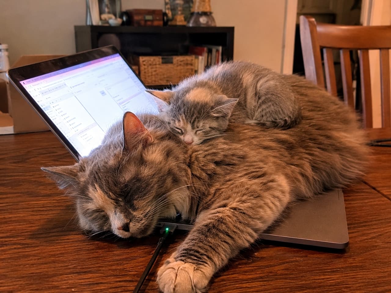 「どうしてもここで寝たいのニャ🐾パソコンをベッドにしちゃう重なり寝親子🐈💤 #猫あるある #おじゃま虫」Ultra-realistic high-quality photograph of a fluffy long-haired cat sleeping on an open laptop on a wooden desk, with a small kitten sleeping on top of its body. 木製のデスクに置かれた開いたノートパソコンの上でリラックスして眠る長毛の猫と、その上に乗って眠る小さな子猫。落ち着いた色合いの写真
