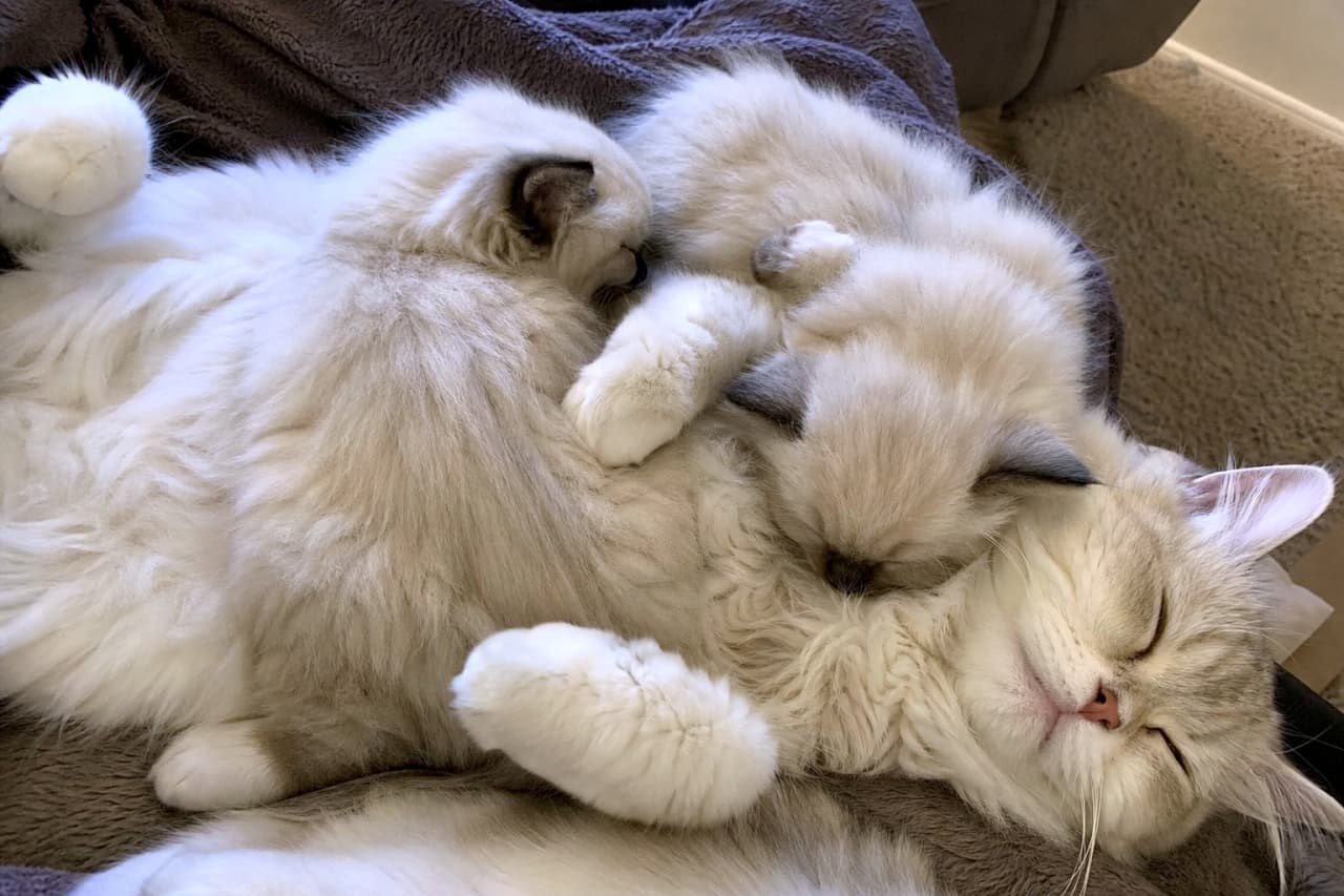 「ここは天国ですか…？☁️フワッフワな猫の親子に埋もれたい！猫好きにはたまらない、マシュマロ級の癒やしをお届けします🐈🤍」Ultra-realistic high-quality photograph of an extremely fluffy white mother cat and her two kittens napping together, resembling soft clouds. 非常に毛足の長い白・薄いグレーの猫のお母さんの上に、同じくフワフワの子猫たちが乗って一緒に眠っている。雲のような柔らかい質感