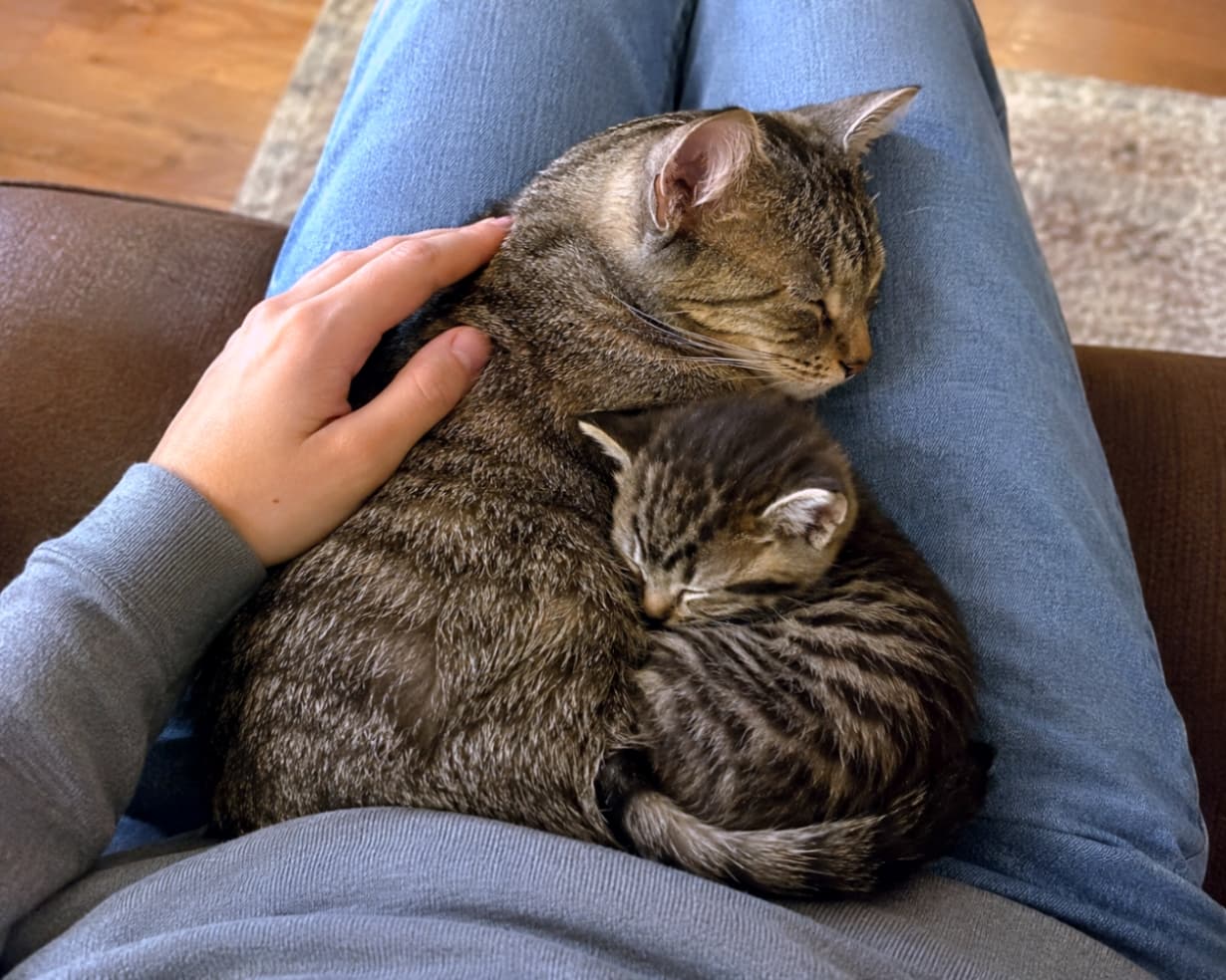 「飼い主さんの膝の上は世界一のベッド🛌💕 安心して眠る親子猫の姿に心ぽかぽかです！✨ #猫好きさんと繋がりたい #親子の絆」Ultra-realistic high-quality photograph of a mother tabby cat and her kitten sleeping peacefully curled up on a person's lap wearing denim jeans, with the person's hand gently resting on the cat. デニムを履いた飼い主の膝の上で、キジトラの親猫と小さな子猫が丸まって眠っている写真。飼い主の優しい手が親猫に添えられており、温もりと安心感が伝わる構図