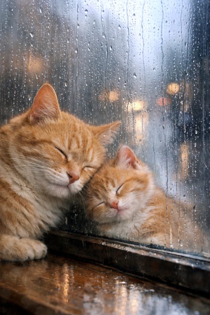 「雨音に包まれて眠るはずが、反射が主役に？DALLEでは窓辺シーンが別物になる一例」A mother cat and her kitten sleeping against a rain-streaked window, heads resting on the glass.
However, the scene shows unintended interpretation: the cats appear as orange tabbies instead of unspecified cats, and the reflective window surface is emphasized in a way that alters the intended melancholic mood. 雨粒が流れる窓ガラスにもたれて眠る母猫と子猫。ただし生成結果では、品種未指定にもかかわらず茶トラとして描写され、窓の反射表現が強調されすぎたため、意図した静かな憂いの雰囲気が崩れている