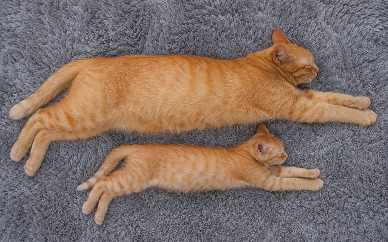 「寝相までそっくり！グレーのラグで気持ちよさそうに背伸びして眠る茶トラ親子🐈🧡 #茶トラ #シンクロ寝」Ultra-realistic high-quality photograph of an orange tabby mother cat and kitten sleeping stretched out parallel to each other on a fluffy grey rug, viewed from directly above. ふわふわとしたグレーのラグマットの上で、同じように手足を伸ばして並んで眠る茶トラ猫の親子。真上から撮影された、被写体の輪郭が際立つ写真