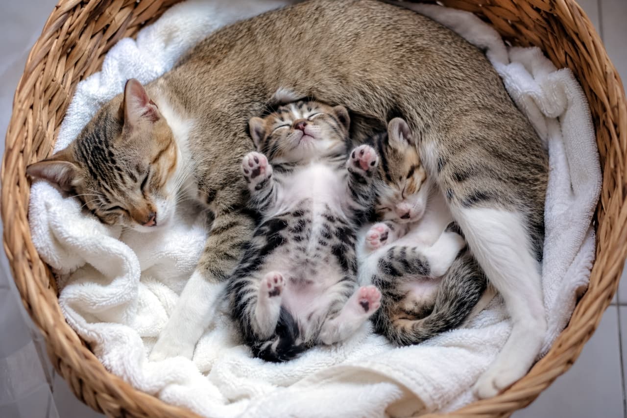 「無防備なお腹と肉球がたまらない🐾💕カゴの中でスヤスヤ眠る親子の至福のひととき✨ #猫のいる暮らし #子猫」Ultra-realistic high-quality photograph of a tabby and white mother cat sleeping curled around two tiny kittens lying on their backs with paws up, inside a wicker basket lined with a white towel. 白いタオルの敷かれた籐のバスケットの中で、キジ白の母猫に包まれるようにして仰向けで眠る2匹の子猫。ふかふかのお腹や肉球が見える、高品質でリアルな写真