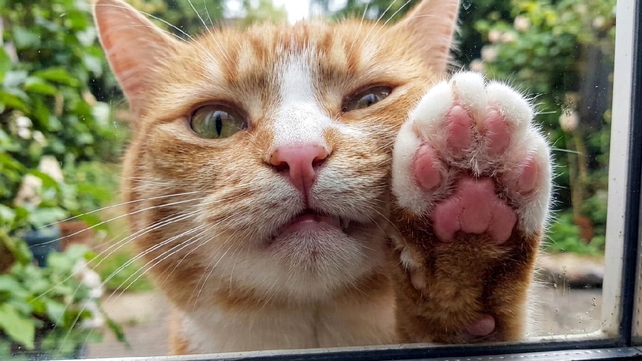 「窓ガラス越しの「むぎゅっ」🐾 ピンクの肉球と、ちょっと不満げなお顔のギャップに胸キュン間違いなし！💕 #猫 #肉球 #むぎゅ #茶トラ白 #猫好きさんと繋がりたい」Ultra-realistic high-quality photograph of a ginger and white cat pressing its pink paw pad against a clear glass window from the outside. The close-up humorously captures the cat's squished face and striking olive-green eyes behind the glass. The beautifully blurred lush green garden in the background highlights the intricate details of the fur and glass texture. 屋外から窓ガラスに押し当てられた、茶トラ白猫（オレンジタビー＆ホワイト）のふっくらとしたピンクの肉球のドアップ写真。ガラス越しにむぎゅっと潰れた愛らしい口元と、少し不満げに見えるオリーブグリーンの瞳がユーモラスに描写されています。背景にある庭の美しい緑ボケが被写体を際立たせる、毛並み一本一本まで鮮明な超リアルな高画質画像