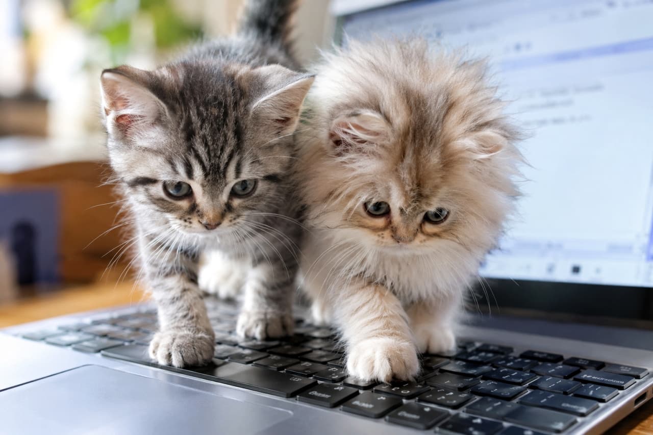 「「ええと、ここを押すと文字が出るニャ？⌨️🐾」2匹で力を合わせて秘密のメッセージを入力中💻✨ #子猫の成長」An ultra-realistic high-quality, close-up photograph of two kittens, a gray tabby and a fluffy Persian, walking together across a laptop keyboard as if typing a message. The screen is out of focus in the background with natural lighting. 明るいデスクで、左側のサバトラの子猫と右側のふわふわしたペルシャの子猫が寄り添いながらノートパソコンのキーボード上を歩いている。2匹とも下を向いて真剣にキーを押しており、背景のモニター画面はボケて自然な奥行きが出ている