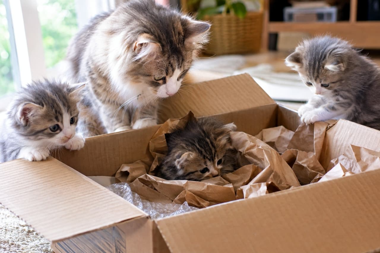「中には何が入っているのかな？みんなで箱を囲んでわくわく探検タイムが始まりました📦🐾✨」Ultra-realistic high-quality photograph of a long-haired tabby and white mother cat looking down at her brown tabby kitten tucked inside a cardboard box, surrounded by two silver tabby kittens leaning over the edges in bright natural light. 浅い角度から捉えた段ボール箱の周りで、箱の中に潜り込んだキジトラの子猫を上から優しく見つめる長毛のキジトラ白の母猫と、箱の左右のふちから身を乗り出して覗き込む2匹のサバトラ白の子猫たち。緩衝材のプチプチやクラフト紙が敷かれた箱を囲み、家族全員で探検を楽しむ躍動感と優しさに満ちた情景
