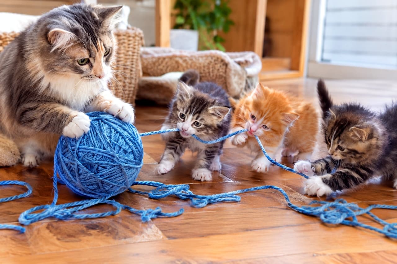 「みんなで力を合わせて毛糸引き！夢中で遊ぶ子猫たちの姿にほっこり癒やされますね🧶🐾」Ultra-realistic high-quality photograph of a long-haired mother cat holding a large ball of blue yarn on a wooden floor, while her three playful kittens—two tabbies and one orange tabby—work together pulling the unraveling blue yarn string in a bright room. 木目の美しいフローリングの上で、大きな青い毛糸玉を前足で固定する長毛の母猫と、伸びた毛糸を3匹で力を合わせて引っ張り合うキジトラと茶トラの幼い子猫たち。躍動感あふれる愛くるしい表情とふんわりとした毛並みが明るい室内光に映える、賑やかで温かみのある情景