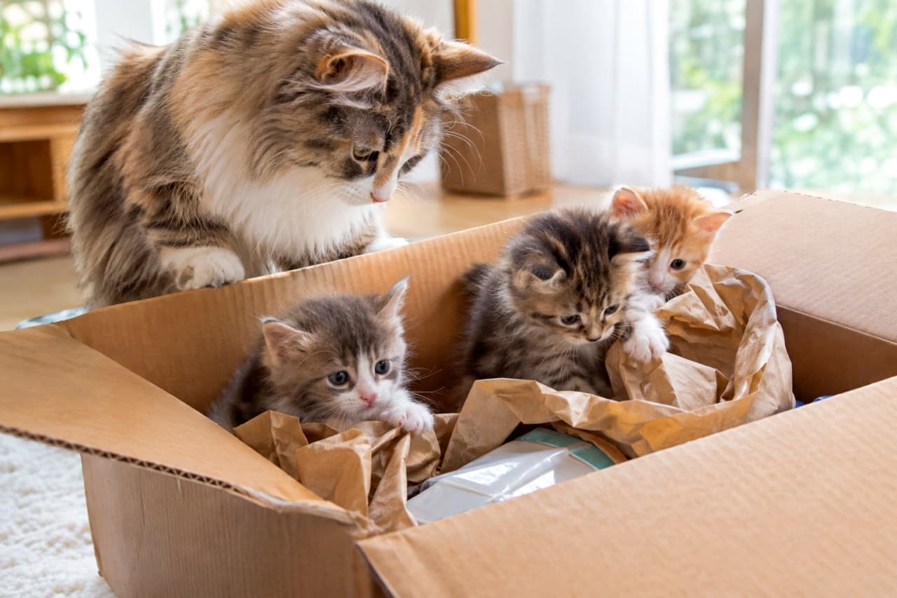 「荷物が届いたらさっそく大冒険！箱と紙くずで夢中に遊ぶ猫ファミリーに心がほっこり癒やされますね📦🐾✨」Ultra-realistic high-quality photograph of a long-haired tabby and white mother cat inspecting an opened delivery box, while her three playful kittens—a silver tabby, a brown tabby, and an orange tabby—play inside among the crumpled kraft packing paper. 届いたばかりの大きな段ボール箱のふちに前足をかけ優しく中を覗き込む長毛のキジトラ白の母猫と、箱の中のくしゃくしゃとしたクラフト緩衝紙に包まれながら遊ぶ3匹の幼い子猫たち（左：サバトラ白、中央：キジトラ、右奥：茶トラ白）。明るい室内光が差し込む中で、興味津々の愛くるしい眼差しとフワフワとした毛並みが際立つ心温まる情景