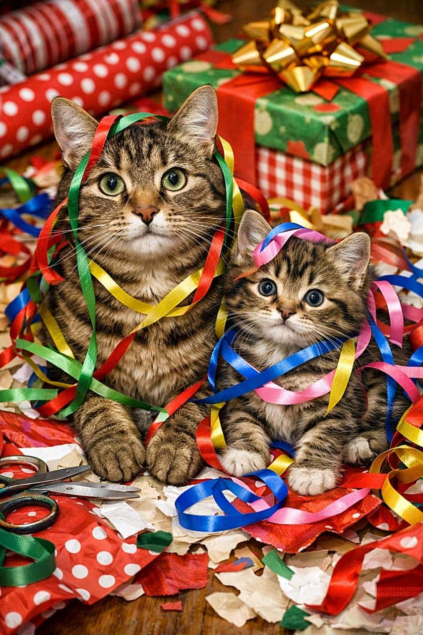「「手伝ってるつもり」が一番の大混乱。リボンまみれの親子猫、最高のプレゼントです🎁🐾」A mother cat and her kitten tangled in colorful ribbons, sitting on crinkled gift wrapping paper and looking innocently at the camera in a festive, chaotic scene. カラフルなリボンに絡まり、くしゃくしゃの包装紙の上で無邪気にカメラを見る母猫と子猫の、にぎやかでお祝い感あふれる光景