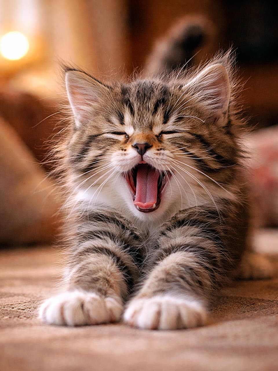 「あくび全開、のび〜っと前足。今日も全力で「かわいい」を更新中の子猫です🐾✨」A photorealistic kitten yawning with its paws stretched forward under warm indoor lighting. 暖かい室内光の中で、前足を伸ばしながら大あくびをする子猫の写真