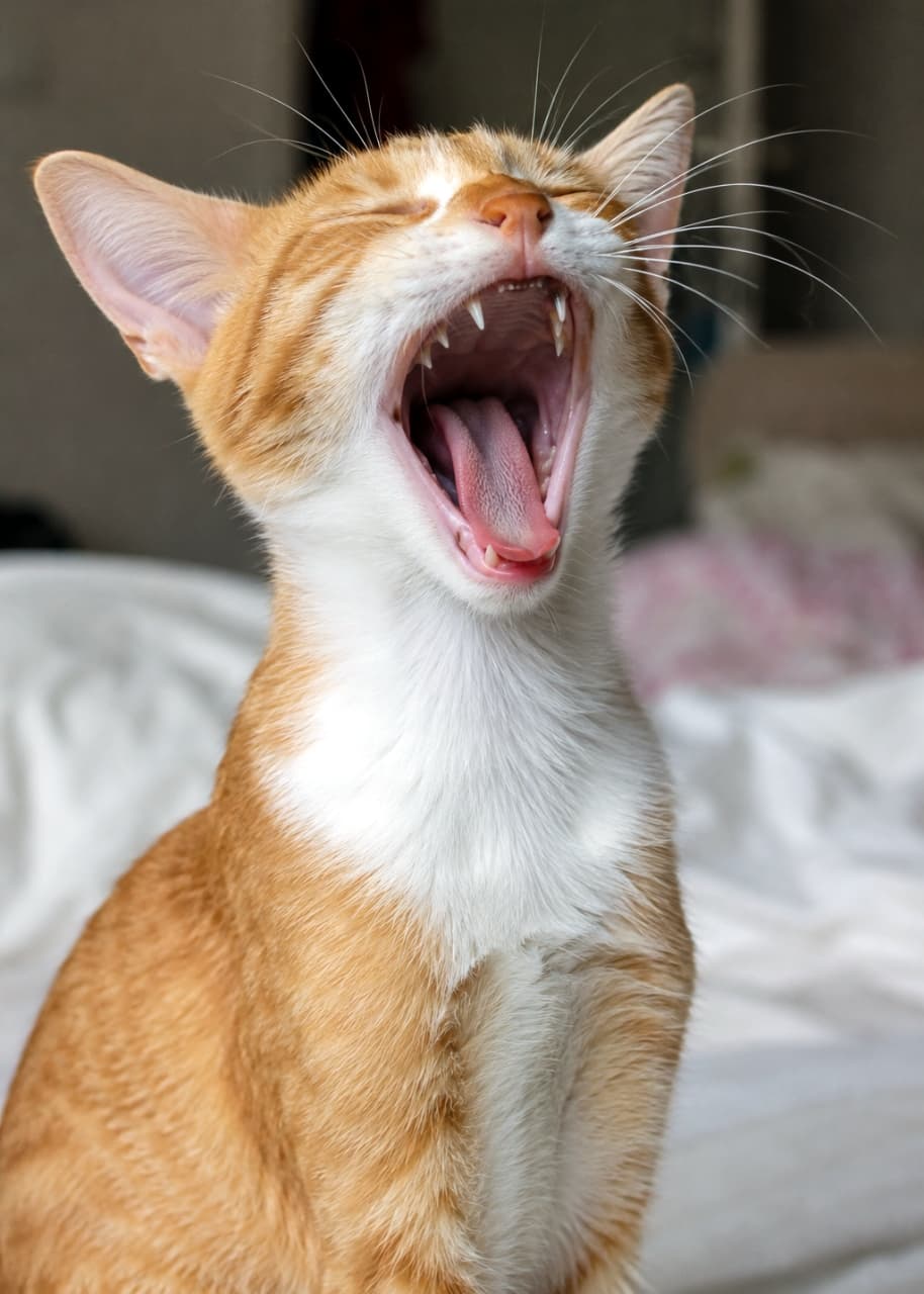 「ふぁ〜あ🥱眠気全開の大きなあくびに思わずつられてしまいそう!リラックスモードの猫ちゃんです🐾💤 #猫のあくび #癒しタイム」Ultra-realistic high-quality photograph of an orange and white tabby cat yawning widely with its eyes closed, sitting on a white bed sheet. 白いシーツの上で目を閉じて大きく口を開け、あくびをしている茶白猫のクローズアップ超高画質写真。猫の舌や歯、ヒゲのディテールまで鮮明に描写されています