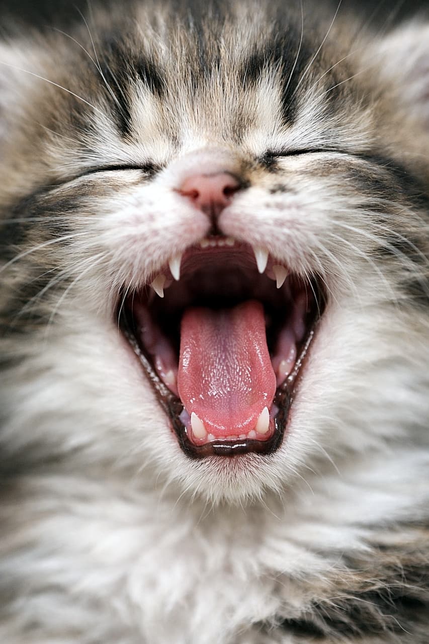 「世界一無防備な瞬間。ふわふわ子猫の全力あくびに、今日の疲れが一瞬で溶ける🐾✨」Extreme close-up of a tiny fluffy kitten yawning, mouth wide open with a pink tongue and tiny teeth, eyes closed in sleepy bliss. 大あくびをする小さくてふわふわな子猫の超接写。ピンクの舌と小さな歯が見え、目を閉じて眠そうな表情