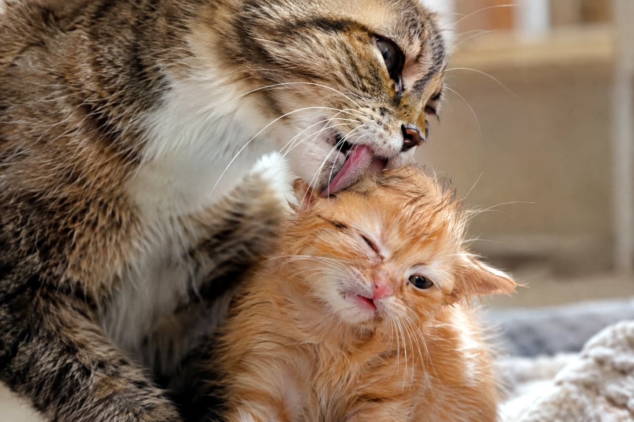 「「ママ、ちょっと強すぎるよ…🐾」熱烈な毛づくろいに顔をしかめる茶トラちゃんの表情に、親子のリアルな日常が伝わってくるね✨」Ultra-realistic high-quality photograph of two cats. In the left foreground, a large tabby-and-white mother cat is powerfully grooming the head of a small ginger kitten in the right foreground with its rough, pink tongue. The mother looks intently at the kitten, which is wincing with a complex, unformortable expression, squinting one eye against the forceful affection. The scene captures the texture of the wet kitten fur, the roughness of the mother's tongue, and detailed whiskers under cinematic natural light against a softly blurred home interior background. 室内で撮影された、2匹の猫のクローズアップ写真。手前左側には、キジトラ（ブラウンタビー）模様に白を配した大きな母猫が位置し、右側手前にいる小さな茶トラの子猫の頭部を、ざらりとした質感のピンク色の舌で力強く毛づくろいしている。母猫は真剣な眼差しで子猫を見つめ、子猫は強すぎる愛情表現に少し困惑したように、片目を細めて顔をしかめ、複雑な表情を浮かべている。子猫の柔らかく濡れた被毛の質感、母猫のざらざらした舌の表面、そして繊細なひげや目のディテールが、シネマティックな自然光の下でリアルに描写されている。背景は柔らかくボケており、親子の深い絆と情愛を際立たせている