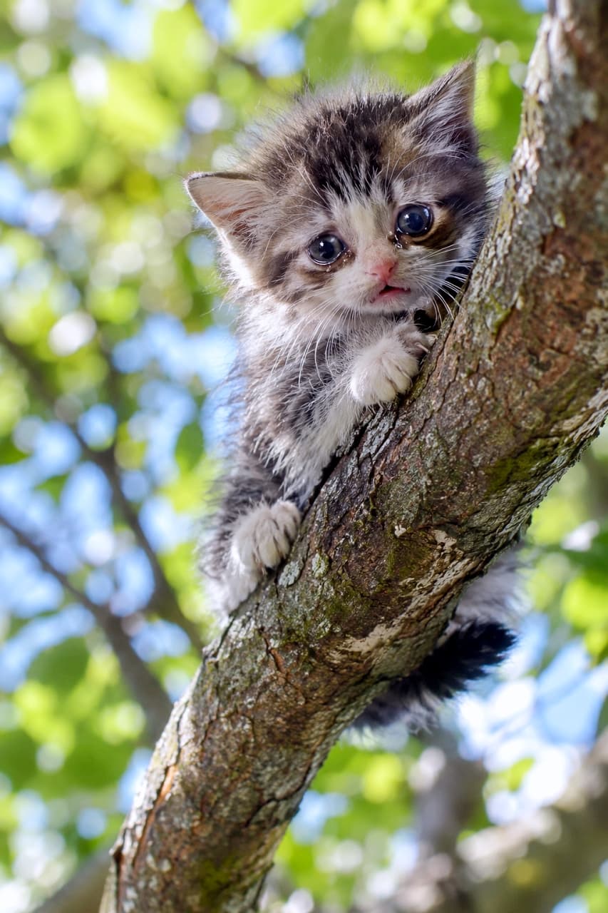 「登ってみたけれど降りられなくなっちゃった…？🐾木の上で助けを待つ真剣な眼差しに目が離せないね🌲✨」Ultra-realistic high-quality photograph of a small, fluffy tabby and white kitten clinging fearfully to a thick tree branch, looking down with wide, tearful, anxious eyes. Vibrant green leaves with soft bokeh and patches of blue sky fill the background. Natural sunlight filters through the canopy, illuminating the detailed fur texture, delicate claws, and the rough bark of the tree. 木の太い幹や枝に前脚をかけて必死にしがみつき、不安げな表情で下を見つめているキジトラ白の幼い子猫。大きな瞳にはうっすらと涙が浮かび、小さなピンク色の鼻先や口元、ふわふわとした被毛の質感がリアルに捉えられている。背景には木漏れ日が輝く緑の葉と青空が柔らかくボケて広がり、木肌のゴツゴツとした質感と子猫の繊細な毛並みの対比がシネマティックな自然光の下で鮮明に描かれている