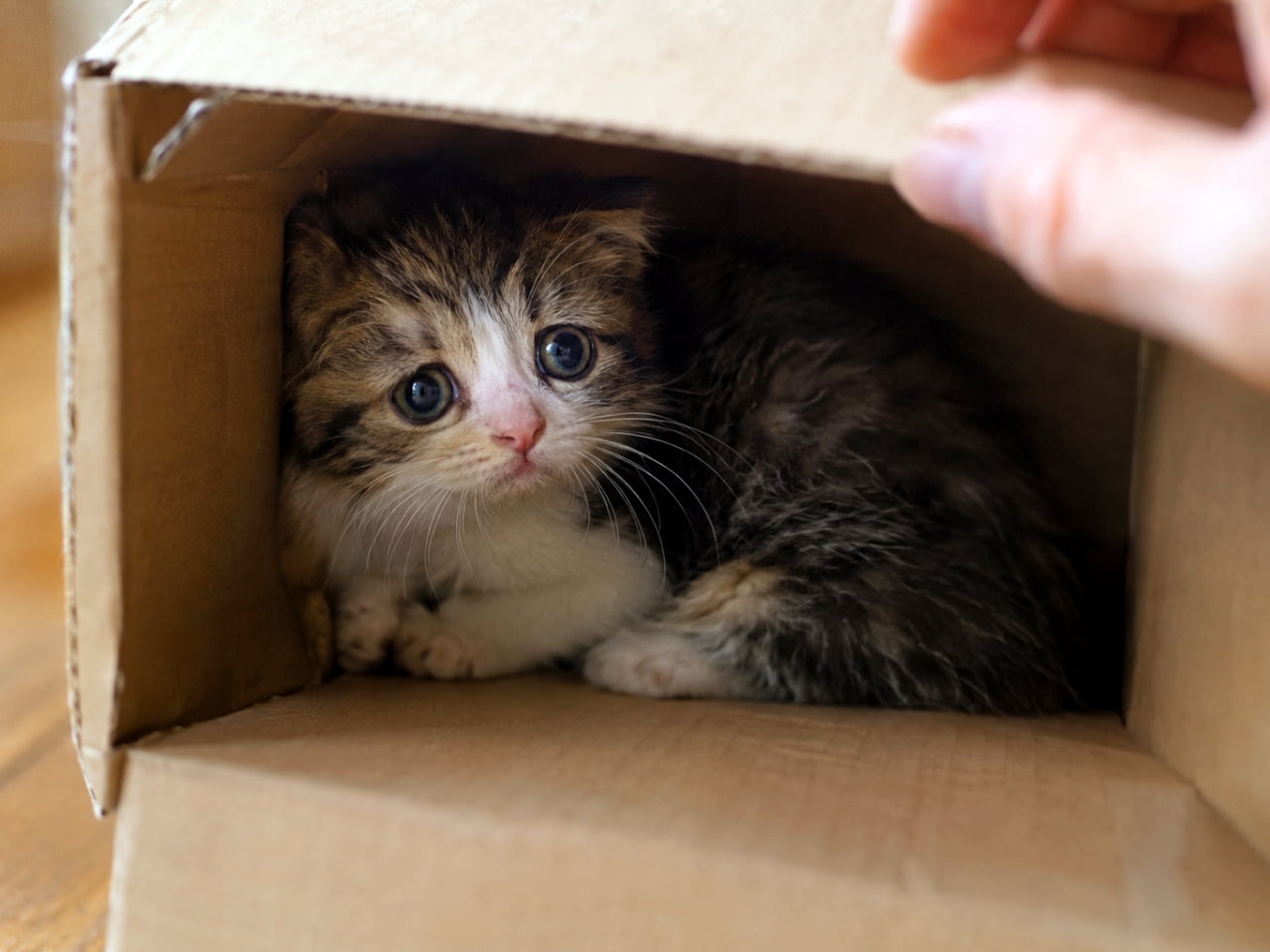 「そーっと覗いたら見つかっちゃった…？🐾狭い箱の奥でドキドキしながら見つめる表情に引き込まれるね✨」Ultra-realistic high-quality photograph of a tiny, fluffy Scottish Fold-type tabby and white kitten hiding inside a small brown cardboard box. The kitten looks out with wide, anxious, pleading eyes as a human hand opens the box flap. Captured under soft indoor natural light, highlighting the detailed fur texture and the cozy, shadow-filled cardboard interior. 茶色の段ボール箱の狭い奥に体を丸めて収まり、開けられたフタの隙間から不安そうに外を見つめるスコティッシュフォールド風の小さな子猫。キジトラ白（タビー＆ホワイト）の柔らかい被毛と、少し下がった折れ耳、ウルウルと潤んだ大きな青灰色の瞳、ピンク色の小さなお鼻が鮮明に描写されている。右手前には箱を開ける人の手が写り込んでおり、室内から差し込む柔らかな自然光が段ボールの質感と子猫の表情を立体的に浮かび上がらせている