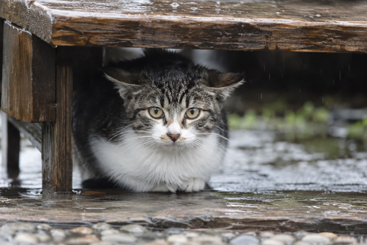 「雨の日のお散歩はお休みだね☔️ ベンチの下でじっと雨上がりを待つ姿がなんだかいじらしい…🐈💧 #雨と猫 #地域猫」Ultra-realistic high-quality photograph of a tabby and white cat taking shelter from the rain under a wooden bench. The cat sits on wet stones with a slightly cautious expression and amber eyes, capturing the moody atmosphere of a rainy day. 濡れた石畳の上、木製のベンチの下で静かに雨宿りをするキジ白(ブラウンタビー&ホワイト)の少し育った子猫。少し耳を伏せ、水滴が滴る薄暗い背景の中でじっとこちらを見つめる琥珀色の瞳には、雨の日の肌寒さと少しの警戒心、そして野性味がリアルに表現されています