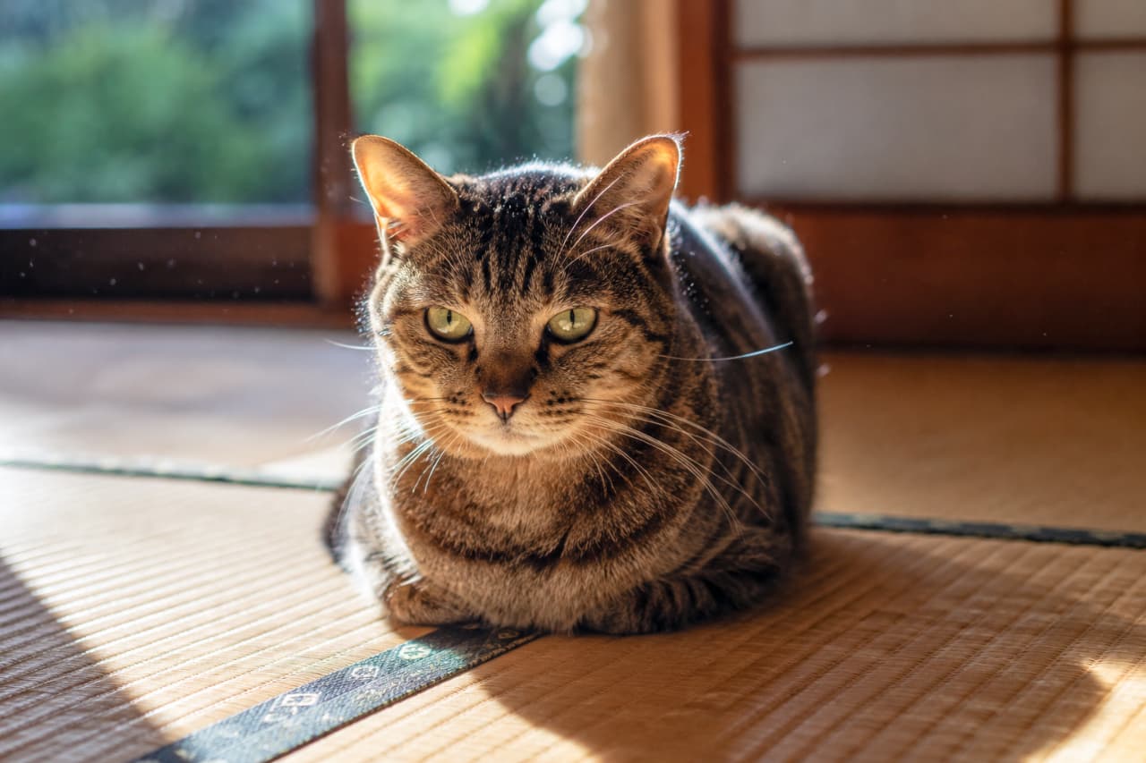 「畳の上で、のんびり日向ぼっこ。この美しい「香箱座り」と凛とした眼差し、まさに芸術の域にゃ…✨ #猫のいる幸せ #和室と猫」Ultra-realistic high-quality photograph of a majestic tabby cat resting in a perfect loaf position on traditional Japanese tatami flooring. The cat has piercing green eyes, and warm afternoon sunlight streams in through the shoji screen windows in the background, creating a stunning rim light on its fur. 日本の和室の畳の上で、美しい香箱座り(スフィンクスポーズ)をしてこちらをじっと見つめる、キジトラ(ベンガル風の美しい縞模様)の成猫。美しいグリーンの瞳を持ち、背後からは障子とガラス窓越しに暖かな午後の木漏れ日(逆光)が差し込み、猫の輪郭の被毛を金色に輝かせています