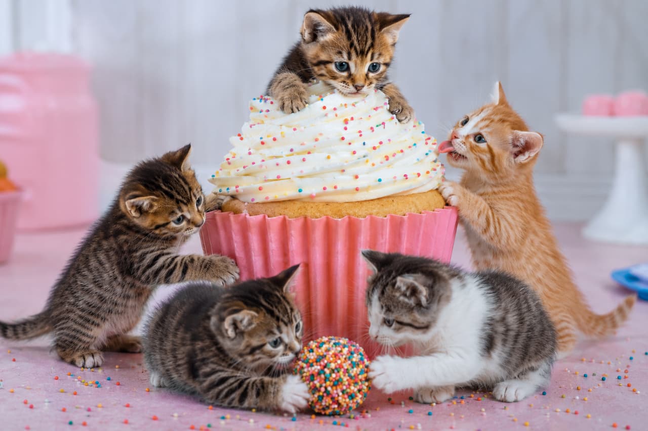 「このカラフルなボール、なんだか美味しそうニャ😽🍭あま〜い香りに誘われて、子猫たちの遊び心も最高潮です✨ #お菓子と猫 #猫部 #スイーツタイム #スイーツ猫 #子猫」Ultra-realistic high-quality photograph of four curious kittens playing around the base of a giant frosted cupcake. Two tabbies are playing with a ball made of colorful sprinkles, while an orange and white kitten licks its lips in anticipation. 巨大なカップケーキの周りで遊ぶ4匹の子猫。手前のキジトラとキジ白がカラースプレーでできたボールに夢中になり、右側では茶白の子猫が舌を出してクリームを狙う、パステルピンクを基調とした高画質写真