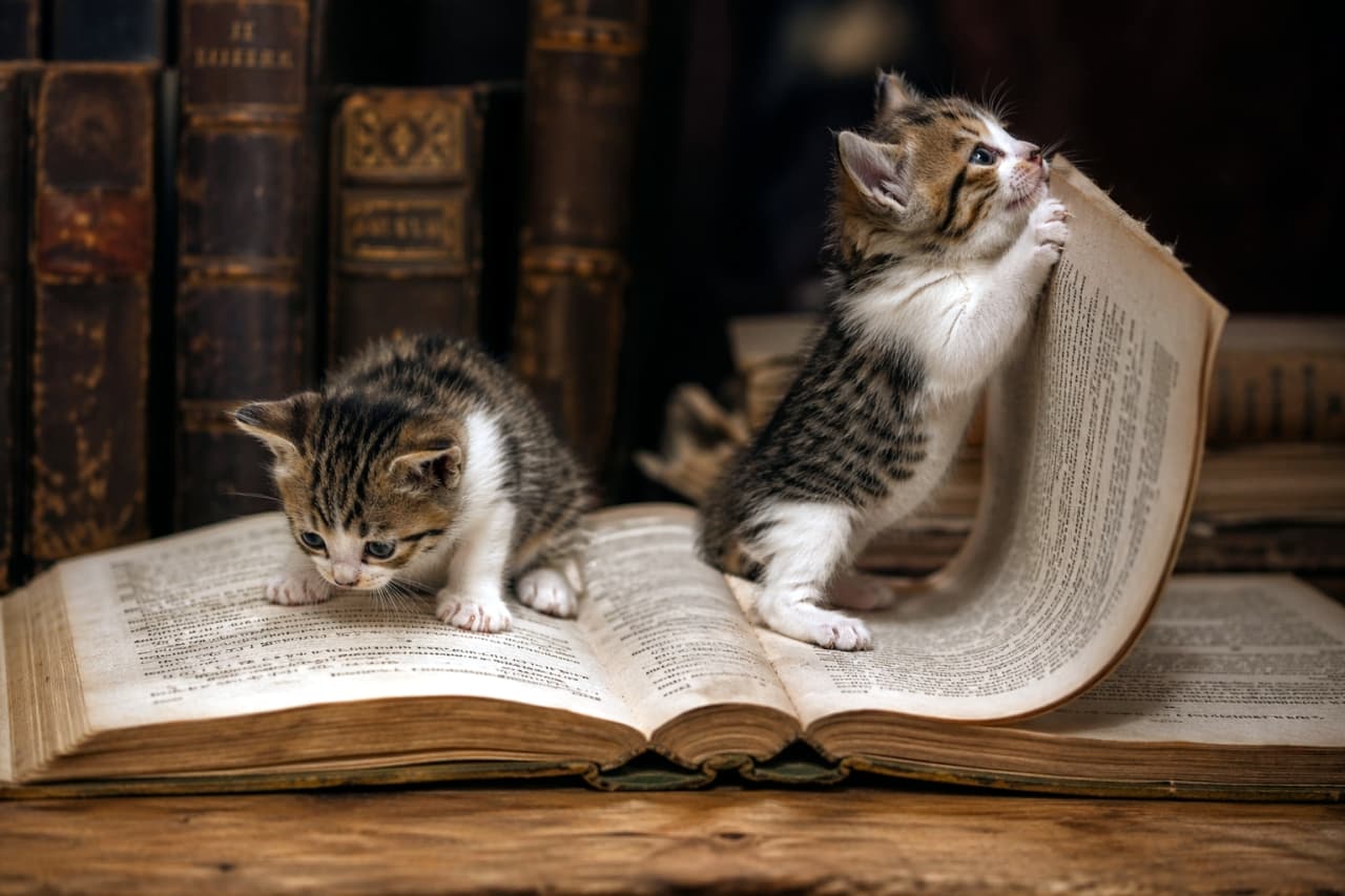「巨大な本の冒険者現る！ページをめくる姿がとっても愛らしい🐾📚👀💕」Two tiny kittens are exploring a colossal, open book set in a rustic, dimly lit study. A grey tabby kitten on the left stands with its paws on the edge of an enormous page, looking down at the detailed script. A smaller ginger kitten peeks from behind the curled edge of the colossal page on the right. The scale is exaggerated, making the kittens seem dwarfed by the book. The background is filled with blurred wooden bookshelves and ancient book spines. 2匹の小さな子猫が、薄暗くて風情のある図書室または書斎で、巨大で開いた本と触れ合っています。左側の好奇心旺盛なトラ猫の子猫は、巨大なページの端に前足を置いて立ち、詳細で古びた文字を見下ろしています。右側のもう1匹の子猫はさらに小さく、茶トラに見え、開いたページの丸まった端の後ろから覗き込んでいます。縮尺は誇張されており、本とその文字が子猫たちを見下ろすようにそびえ立っています。背景は、柔らかく焦点が合っていない本棚と古代の本の背表紙で構成されています