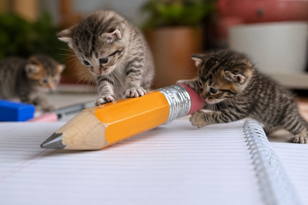 「勉強の邪魔しちゃうぞ！🐾 大きな鉛筆と格闘する子猫たちが可愛すぎて、宿題が全然進みません…✨」Ultra-realistic high-quality photograph of three tabby kittens playing with a giant yellow pencil on a white spiral notebook. One kitten balances on the pencil while another pounces on the eraser. Soft indoor lighting with a blurred green plant in the background. 白いリングノートの上で、自分たちの体と同じくらいの大きな黄色い鉛筆で遊ぶ3匹のキジトラの子猫。1匹が鉛筆に乗り、もう1匹が消しゴム部分に飛びついている躍動感のある構図。背景には植物がボケて写っており、温かい室内光が差し込んでいる