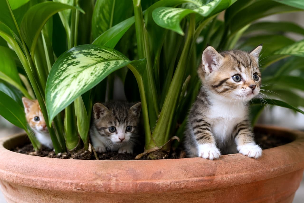 「お部屋のジャングルを探検隊が出発！🌿✨ 葉っぱの陰からひょっこりお顔を出す姿にキュンとしちゃいますね💖」Ultra-realistic high-quality photograph of three adorable kittens playing and hiding among the green leaves of a large potted plant. 大きな観葉植物の鉢植えの中で遊ぶ3匹の子猫たち。葉っぱの陰からひょっこり顔を出す茶トラやキジトラの子猫たちの可愛らしい構図