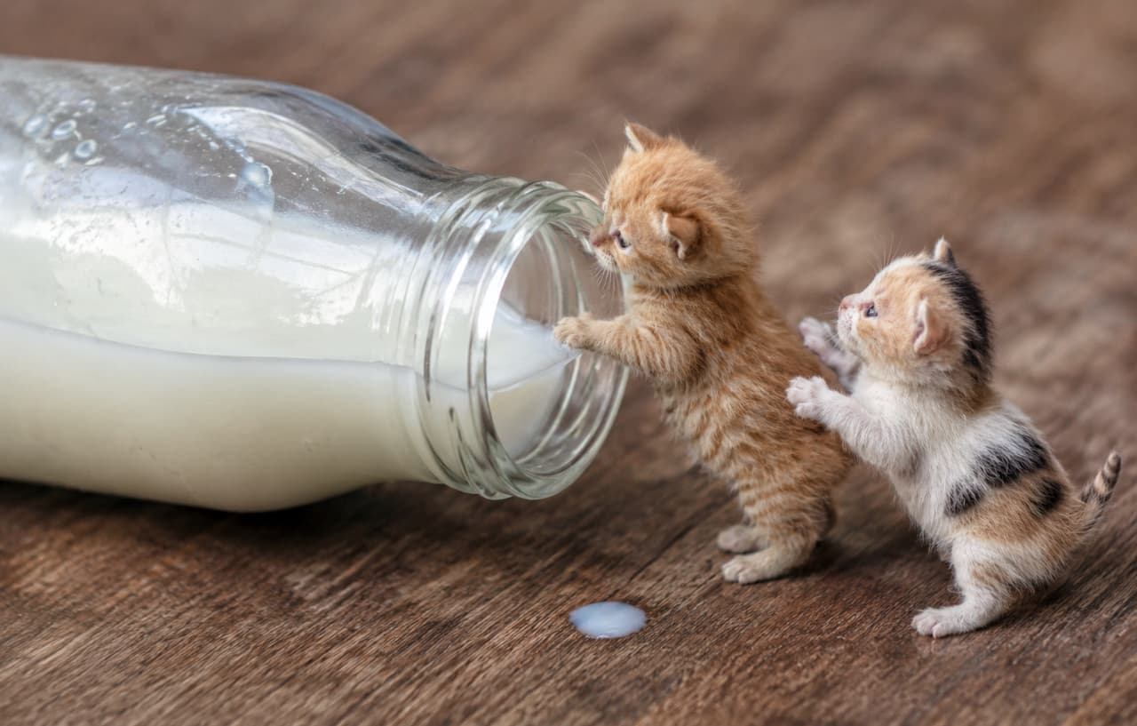 「「ミルク、まだ残ってるにゃ?」🍼 瓶を覗き込む2匹の後ろ姿が愛おしすぎる…!お手伝いしてるのかな?🐾 #子猫 #ミルクタイム#ミニチュア猫」Ultra-realistic high-quality photograph of a large, transparent glass milk bottle lying on its side on a beautiful wooden table, with a tiny orange tabby kitten resting its paws on the rim and peering inside. From behind, a calico kitten stands up as if supporting the other's back, watching with deep curiosity. A single drop of white milk spilled on the table adds a cinematic and storytelling element to the image. 木目の美しいテーブルの上に横倒しになった透明なガラス製の大きなミルク瓶と、その飲み口に前足をかけて中を覗き込む小さな茶トラの子猫。その後ろから、三毛猫柄の子猫が背中を支えるように立ち上がって興味津々に見つめている。テーブルにこぼれた一滴の白いミルクが、物語性を生み出しているシネマティックな一枚