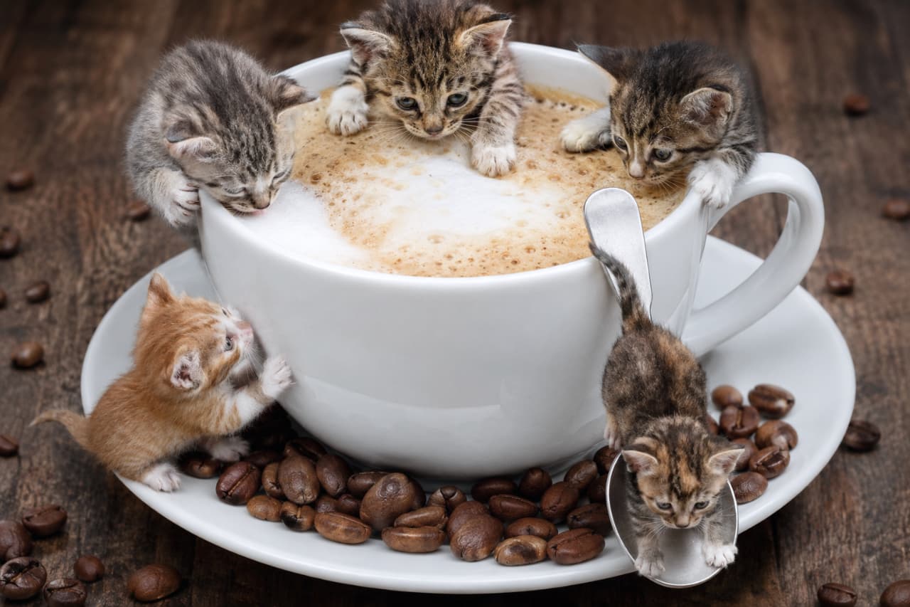 「本日のスペシャルラテ、小さなバリスタたちがお届けします☕🐾至福のコーヒータイムをどうぞ✨ #カフェラテ #ミニチュア猫」Ultra-realistic high-quality photograph of four miniature kittens (brown and ginger tabbies) exploring a white coffee cup filled with frothy latte. Set on a dark wooden table scattered with roasted coffee beans, the rich, high-contrast lighting emphasizes the textures of their fur and the metallic spoon. ラテアートの泡が乗った白いコーヒーカップの周囲を探検する4匹のミニチュアサイズの子猫(キジトラ、茶トラなど)。1匹は銀のスプーンに乗り、カップの縁から中を覗き込んでいます。ダークブラウンの木製テーブルに散らばるコーヒー豆と、深みのあるコントラストの効いた照明が印象的です