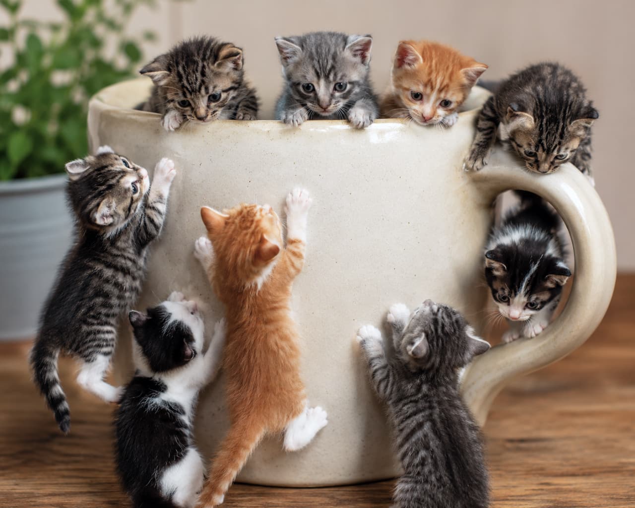 「マグカップから溢れ出す可愛さ!どの子を応援したくなる?🐾☕✨ #子猫 #猫のいる暮らし #もふもふ #ミニチュア猫」Ultra-realistic high-quality photograph of seven playful kittens (brown tabby, ginger, and tuxedo) climbing and peeking out of a giant beige ceramic mug. The soft indoor natural light highlights their fluffy fur and curious expressions, with a wooden table and blurred green plant in the background. 大きなベージュの陶器製マグカップの縁によじ登ったり、中から顔を出したりする7匹の子猫たち(キジトラ、茶トラ、ハチワレなど)。背景には木製のテーブルと緑の観葉植物がぼやけて写り、柔らかな室内の自然光が子猫たちの好奇心旺盛な表情とふわふわの被毛の質感を鮮明に捉えています