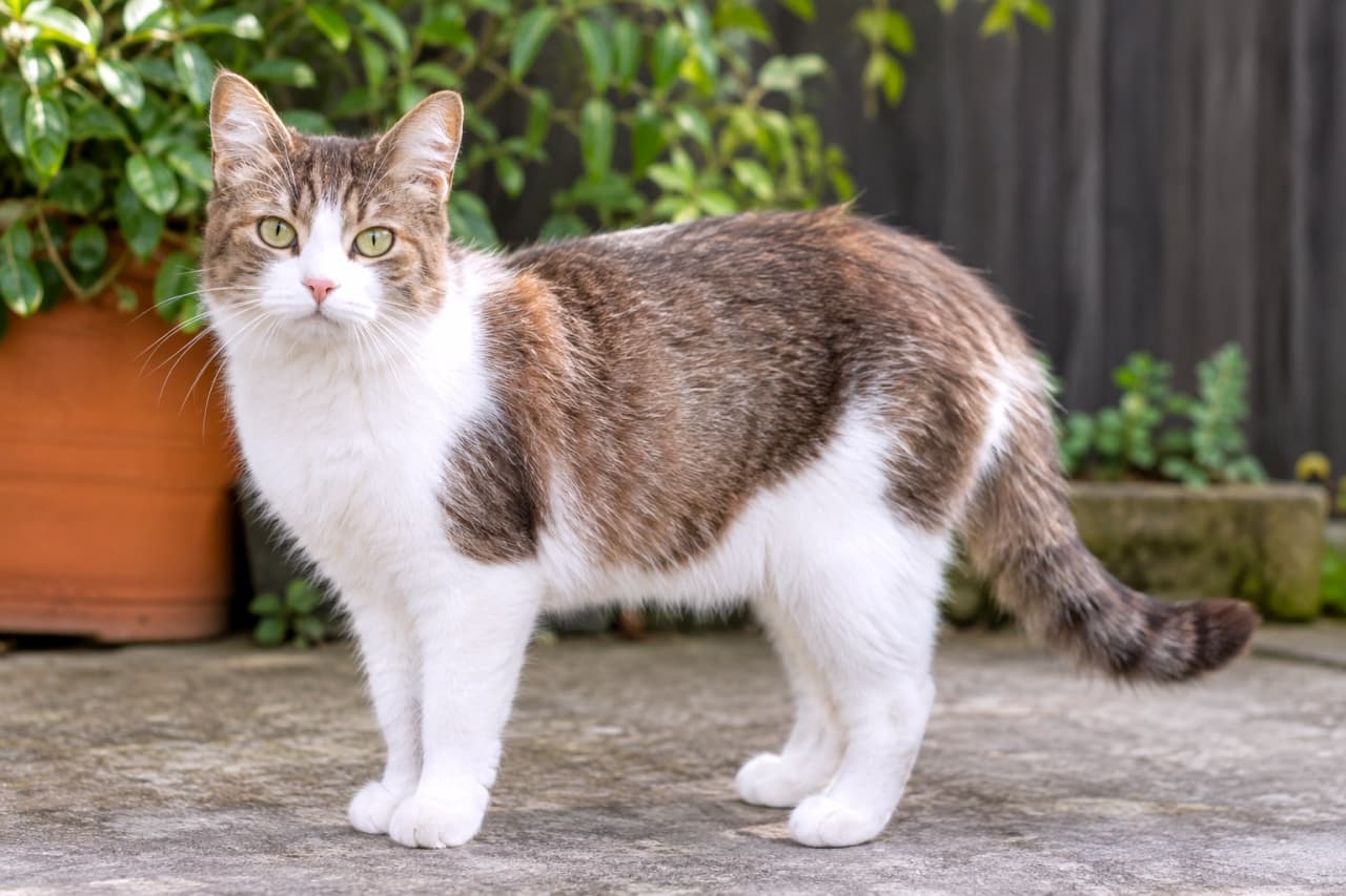 「縞模様と白の完璧なバランス。🐈✨ お庭でパトロール中。その凜とした佇まいに、見惚れてしまいます」Ultra-realistic high-quality photograph of a full-bodied short-haired brown tabby and white cat standing on a concrete patio. The distinct tabby pattern and pure white fur are clearly defined. The cat looks at the camera with green eyes. A blurred terracotta pot and wooden fence are in the background. 屋外のコンクリート床に立つ、短毛のブラウンタブビー&ホワイト(キジ白)の成猫。鮮明なキジトラ模様と、純白の被毛がはっきりと区別されている。グリーンの瞳でカメラを見つめており、背景にはテラコッタの鉢植えと古い木塀がぼかして配置されている