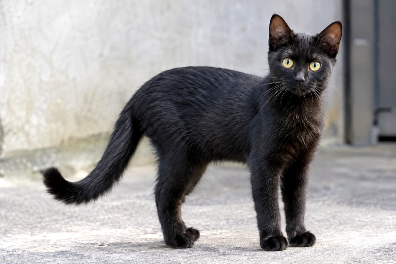 「漆黒の毛並みに、宝石のような瞳。🐈⬛✨ あなたの視線、独り占めしてもいいですか?」Ultra-realistic high-quality photograph of a full-bodied short-haired black cat standing on concrete ground outdoors. The cat looks intently at the camera with striking yellow-green eyes. Natural light highlights the texture of its sleek, dense black fur. 屋外のコンクリート地面に立つ、全身が漆黒の短毛の成猫。鮮やかなイエローグリーンの瞳でカメラをじっと見つめている。自然光に照らされた、滑らかで密度のある黒い被毛の質感が詳細に描写されている